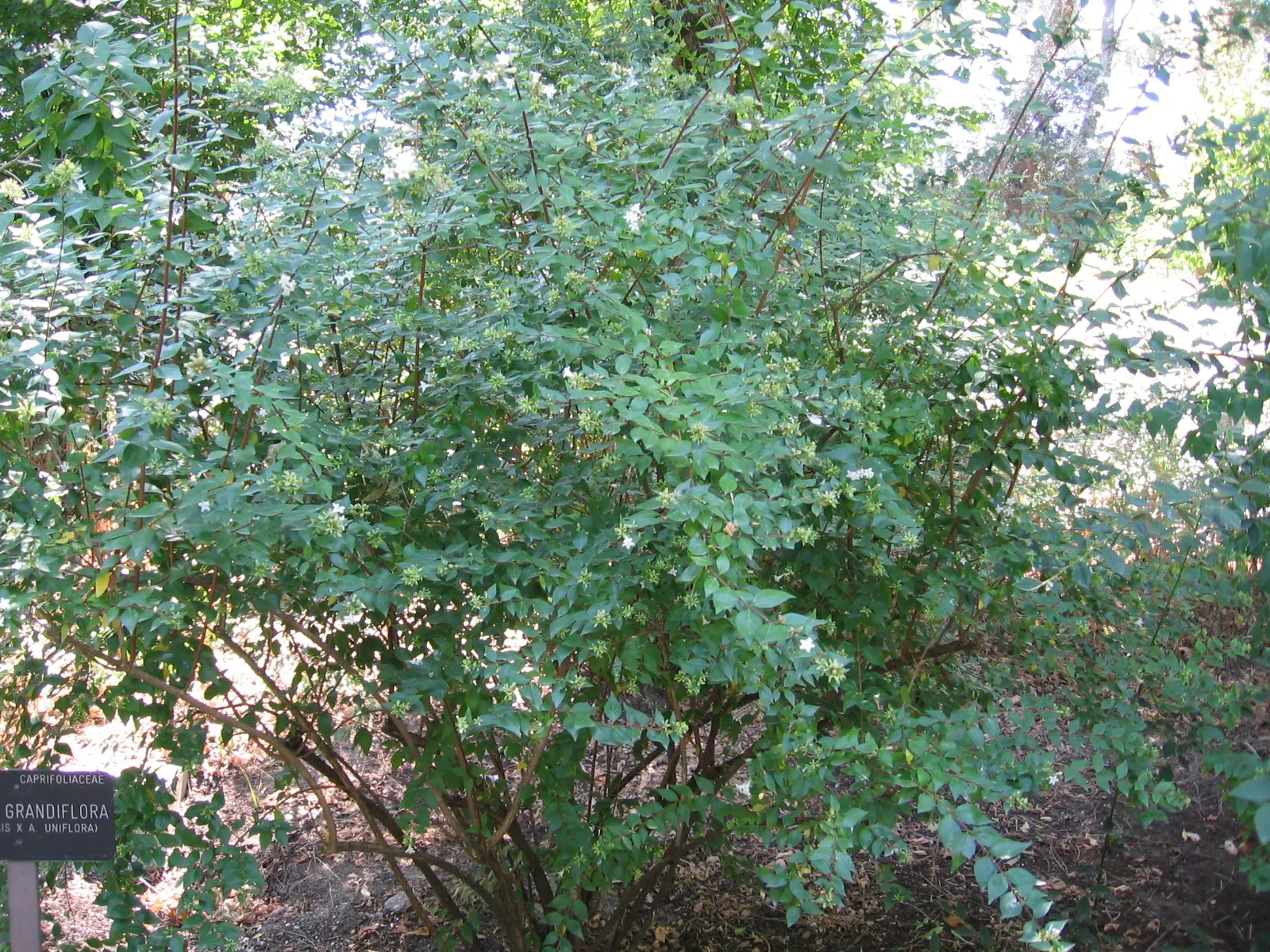 Pink Abelia (Abelia X Grandiflora) — Whether used as a foundation plant; from formal borders to naturalized areas