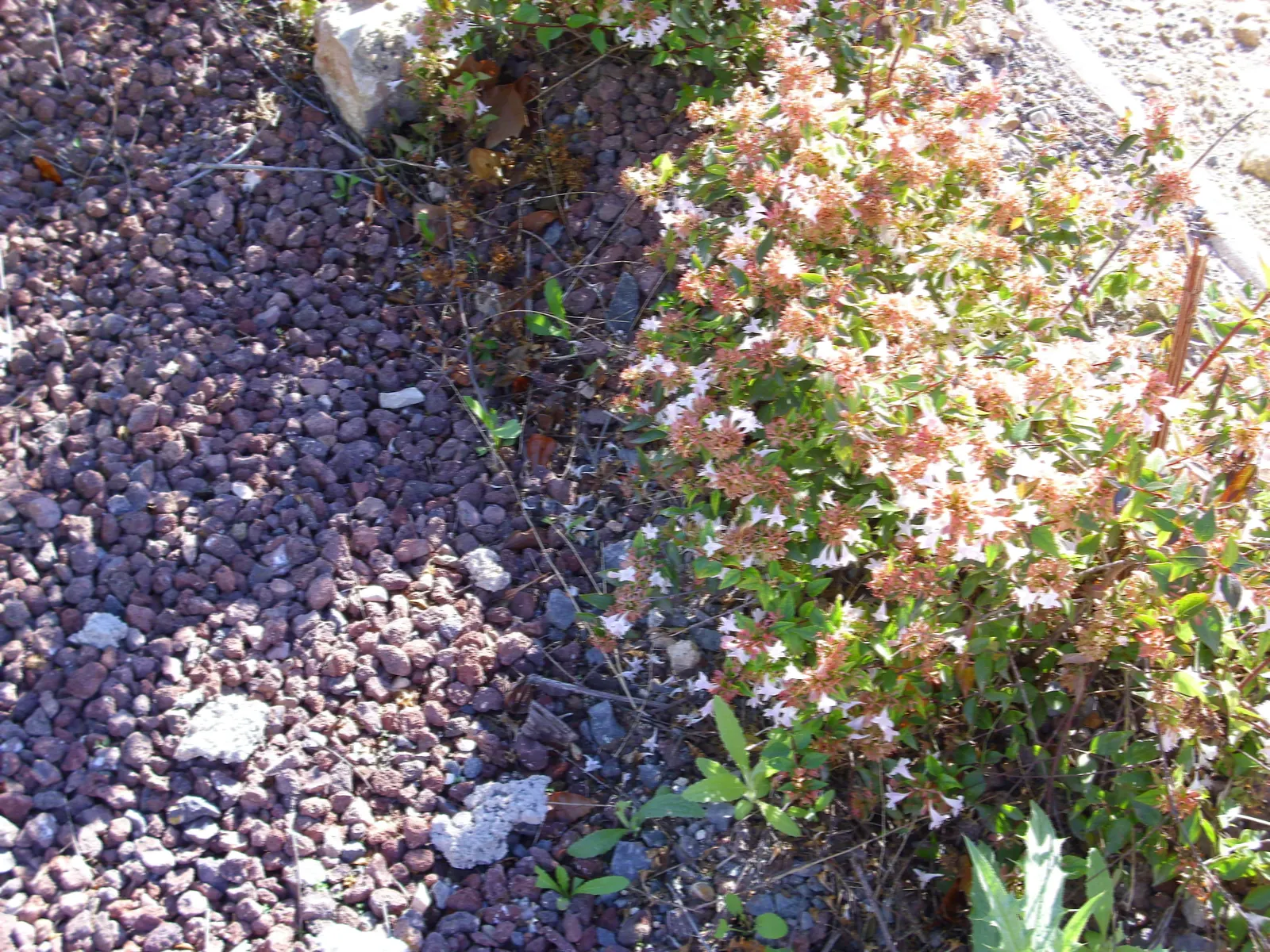Pink Abelia (Abelia X Grandiflora) — The Pink Abelia's arching branches are clothed in shiny