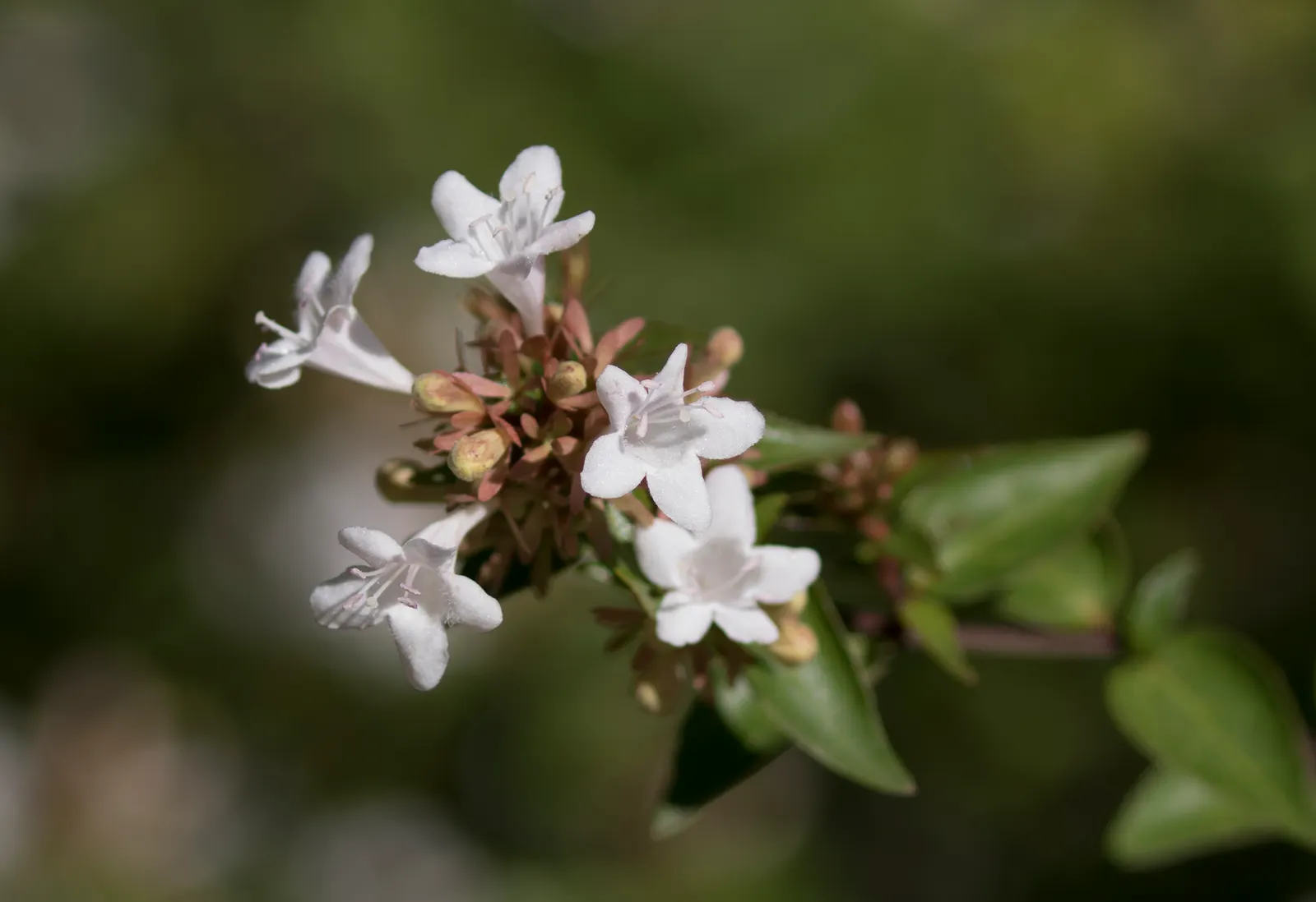 Pink Abelia (Abelia X Grandiflora) — Preferring full sun to partial shade, it thrives in zones 6-9, and is ideal for borders or mass plantings; shrub with pink