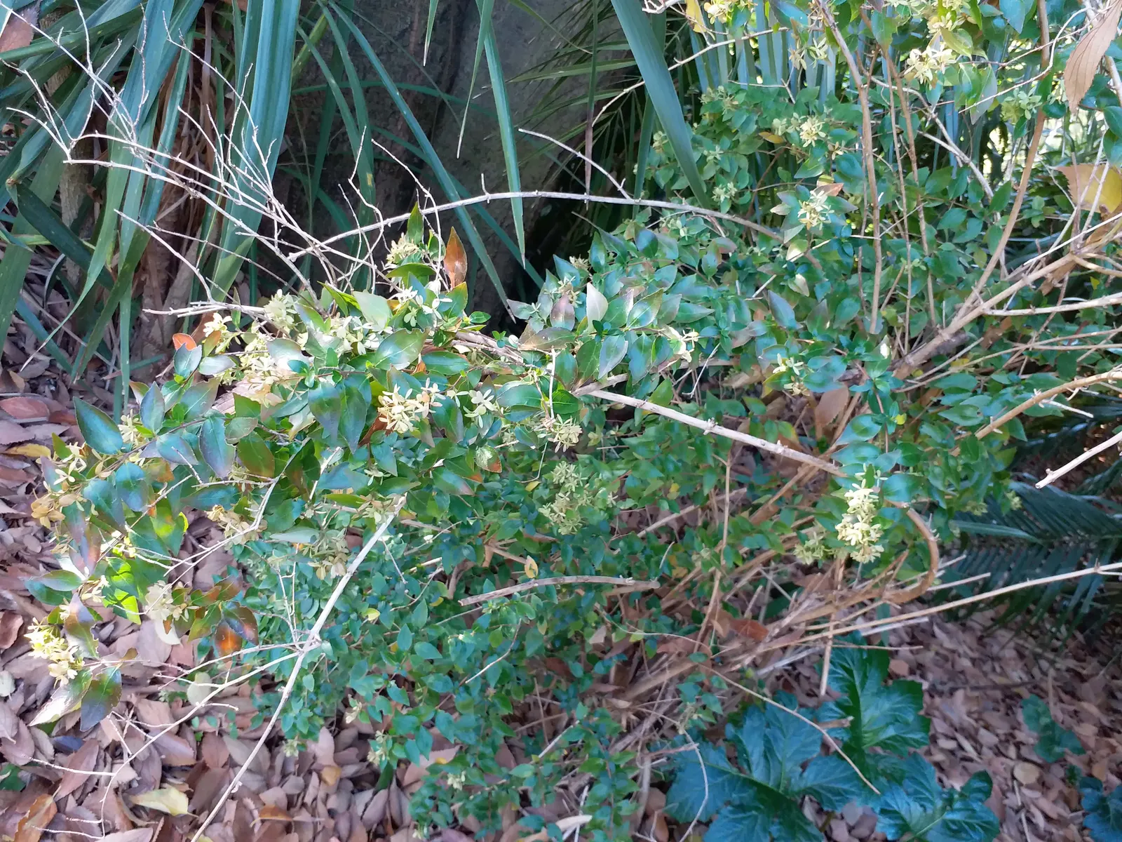 Pink Abelia (Abelia X Grandiflora) — which serves as a strong attractant for pollinators like butterflies and bees