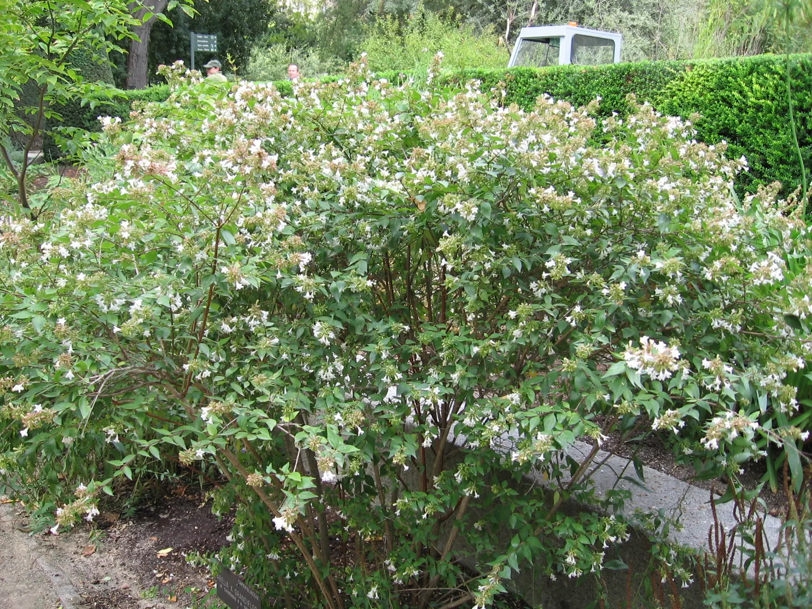 Pink Abelia (Abelia X Grandiflora) — is a semi-evergreen ornamental shrub that is a remarkable choice for enhancing landscape design