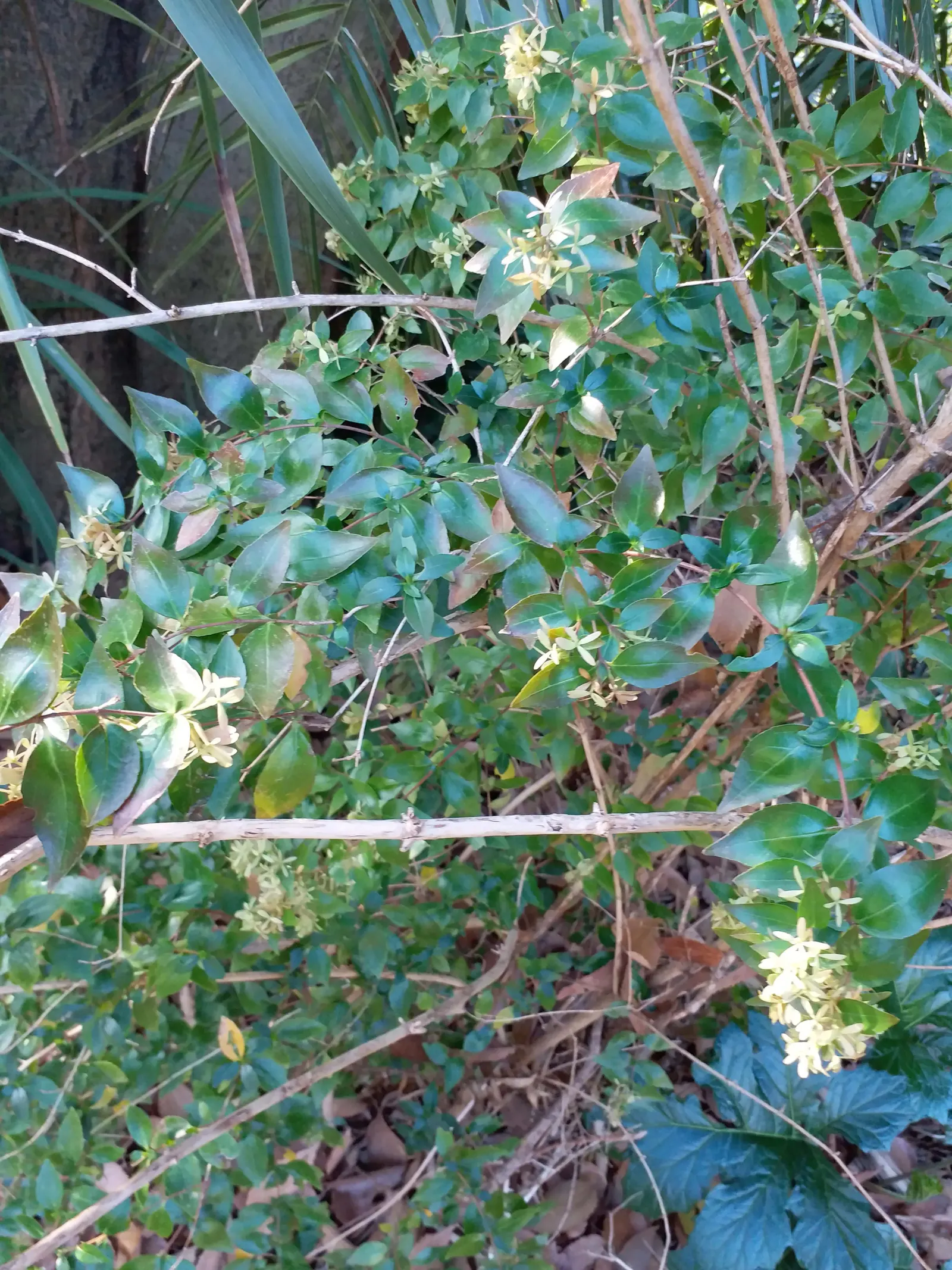 Pink Abelia (Abelia X Grandiflora) — or as a stand-alone specimen; mature at 3-6 ft tall and wide