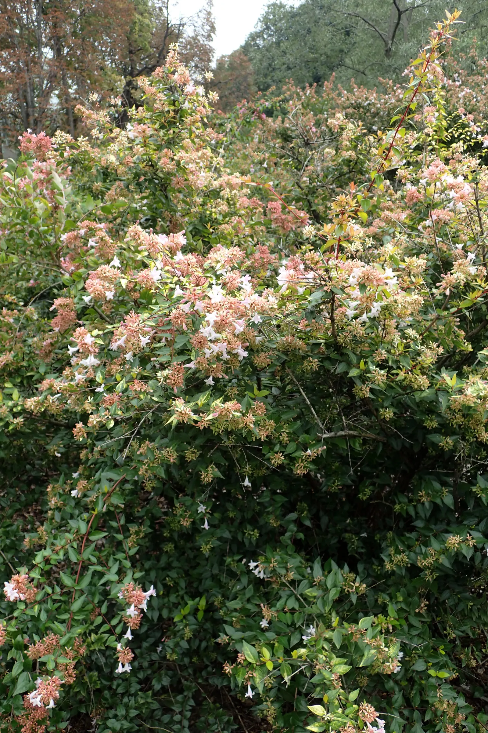 Pink Abelia (Abelia X Grandiflora) — Mature at 3-6 ft tall and wide