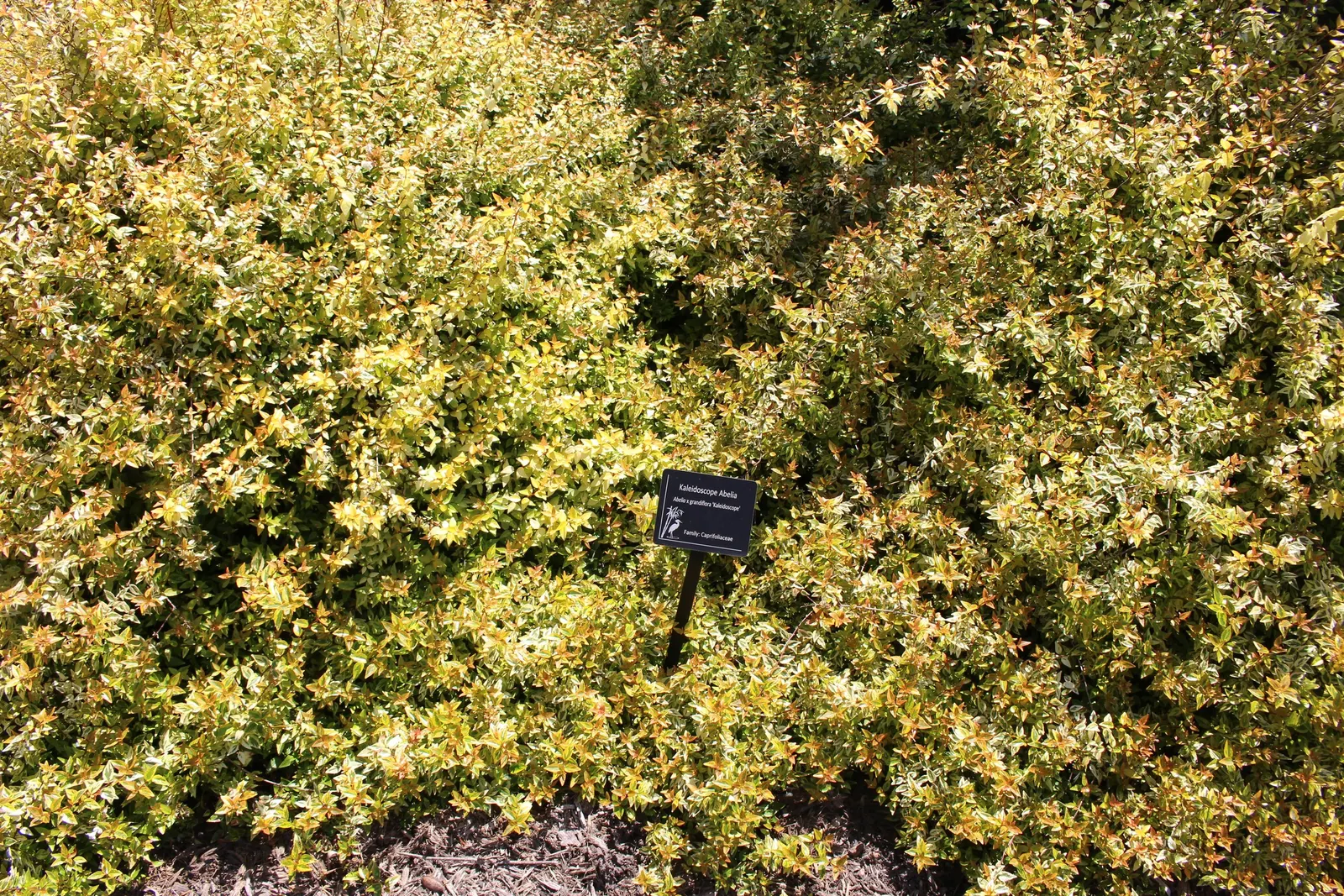 Pink Abelia (Abelia X Grandiflora) — Mature at 3-6 ft tall and wide; the Pink Abelia's arching branches are clothed in shiny, image 54
