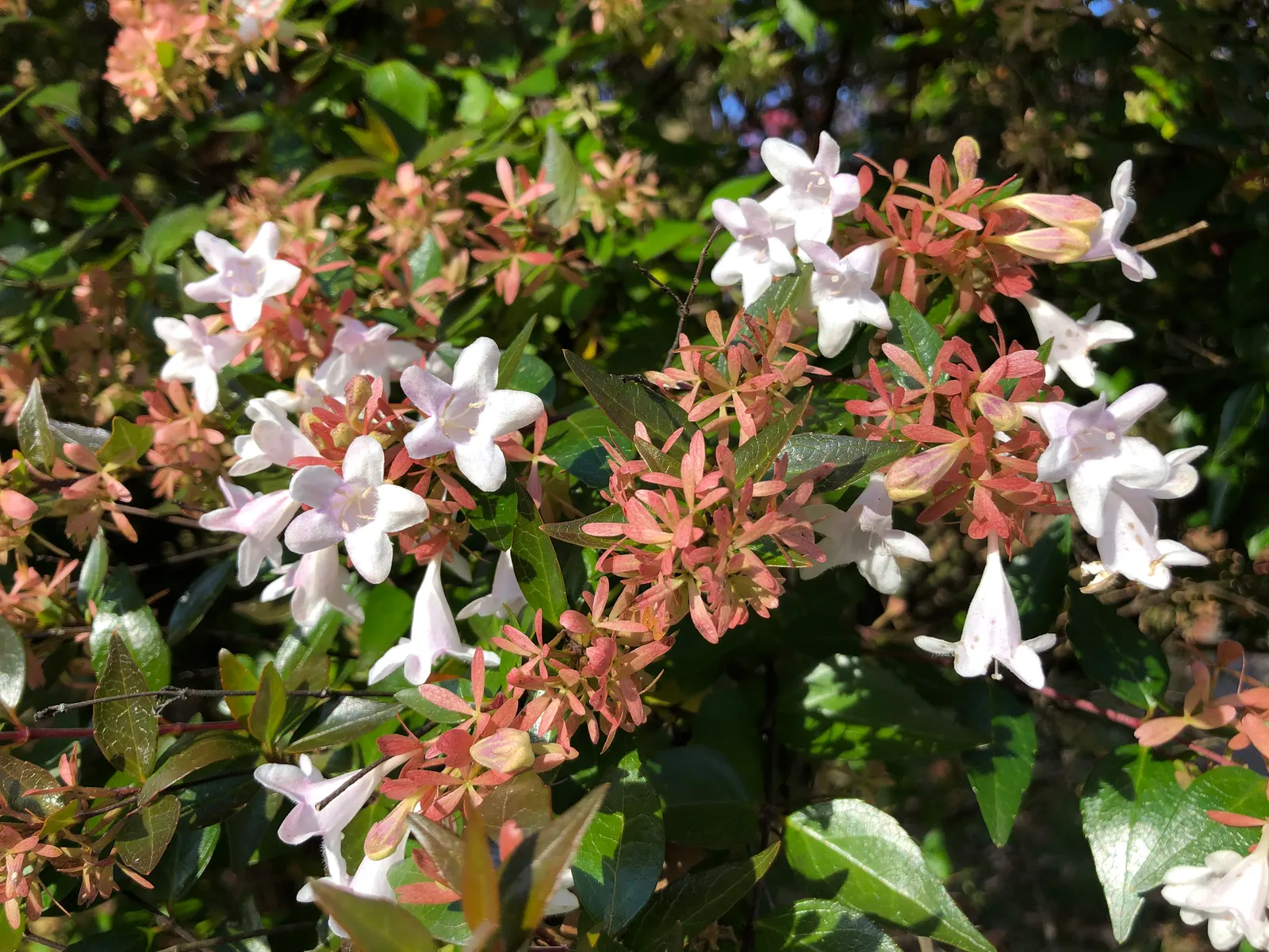 Pink Abelia (Abelia X Grandiflora) — This hybrid offers a graceful blend of durability and delicate beauty; pink Abelia (Abelia x grandiflora) is a hybrid