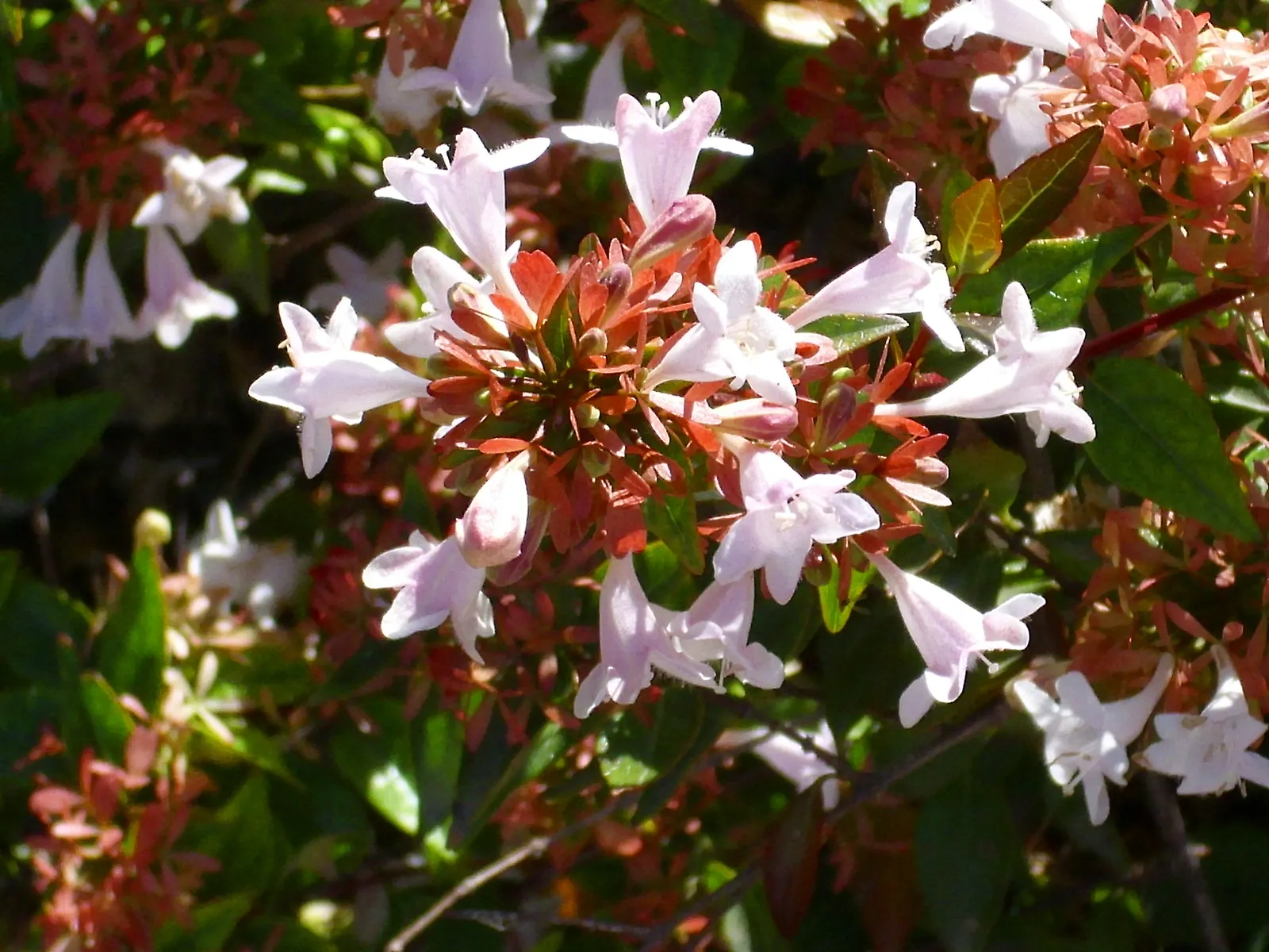 Pink Abelia (Abelia X Grandiflora) — requiring well-drained soil and moderate watering to establish a robust root system post-planting