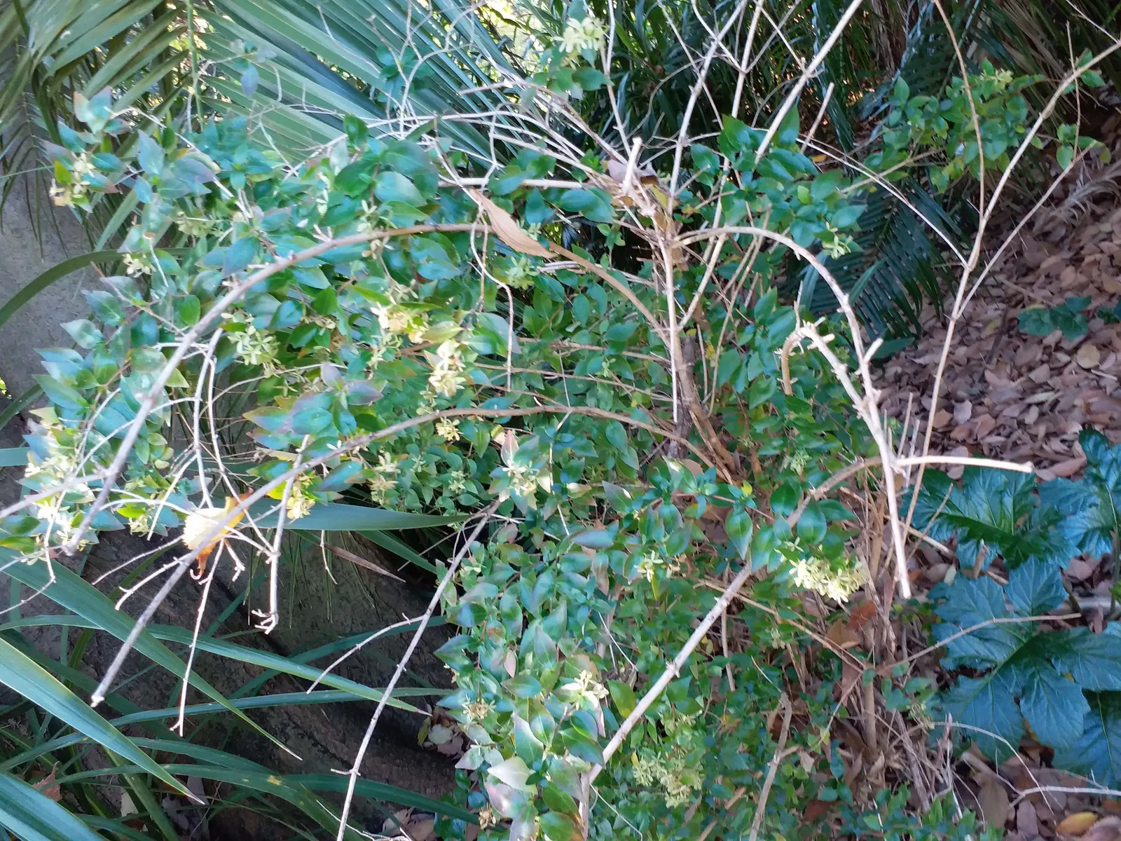 Pink Abelia (Abelia X Grandiflora) — Able to withstand moderate pruning