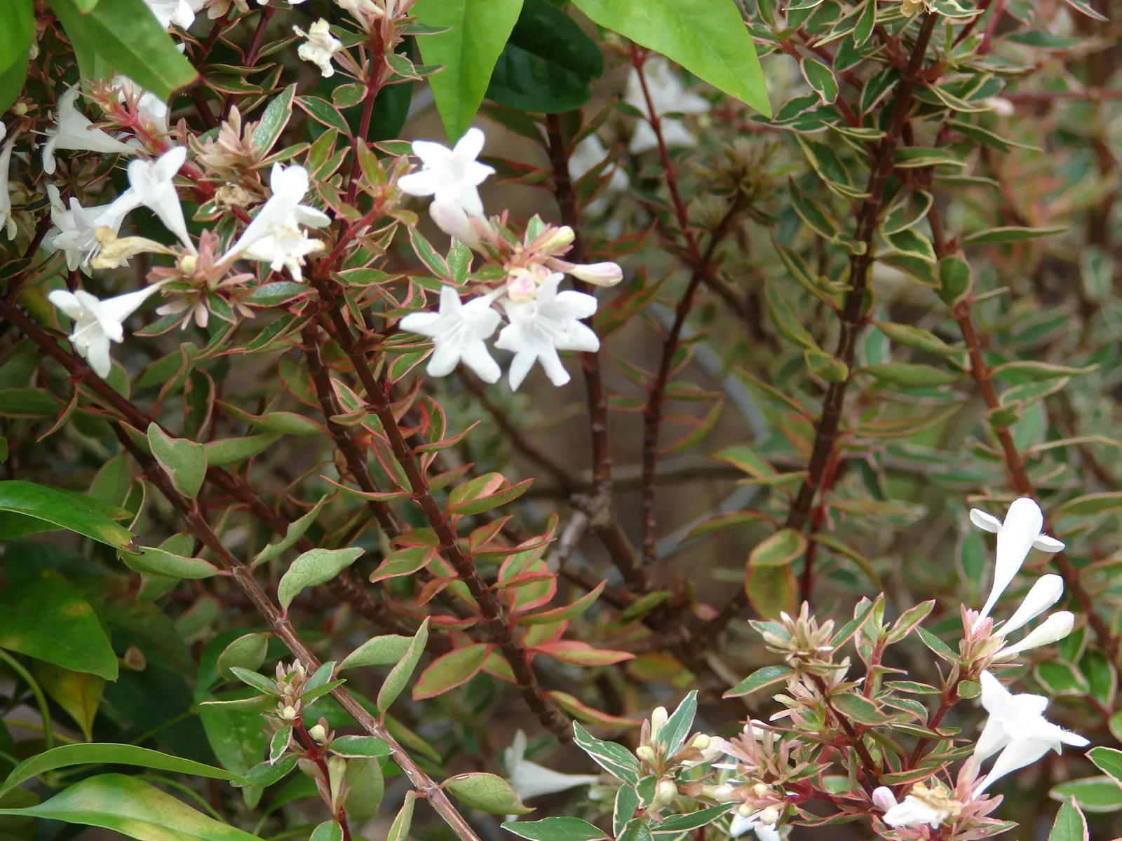 Pink Abelia (Abelia X Grandiflora) — trumpet-shaped flowers with a long blooming season from late spring to fall; once established, it's drought, image 55