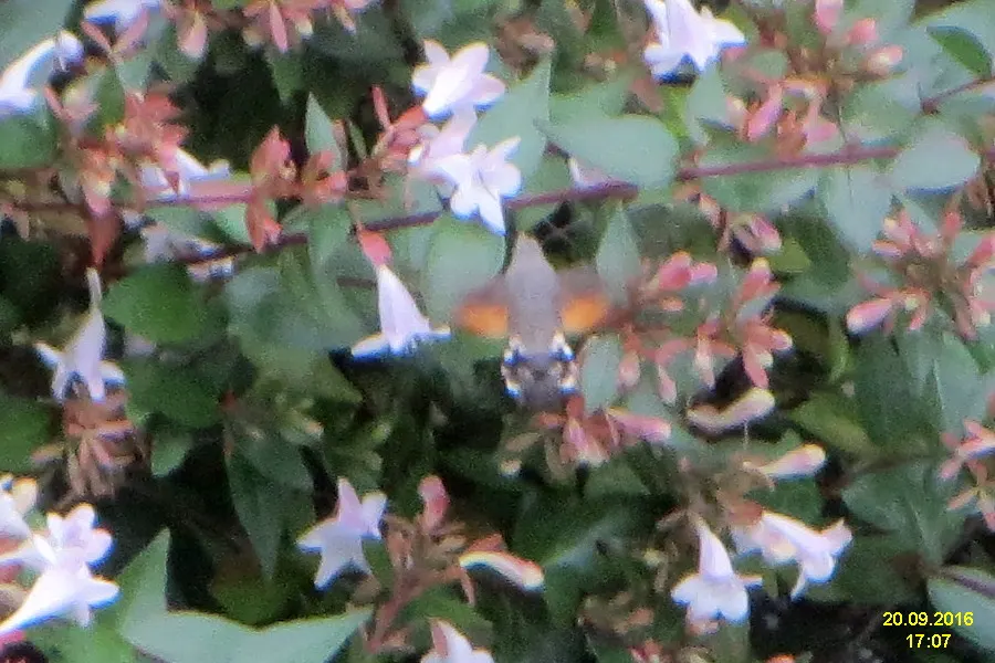 Pink Abelia (Abelia X Grandiflora) — Pink Abelia (Abelia x grandiflora) is a hybrid, semi-evergreen shrub with graceful arching branches, image 53