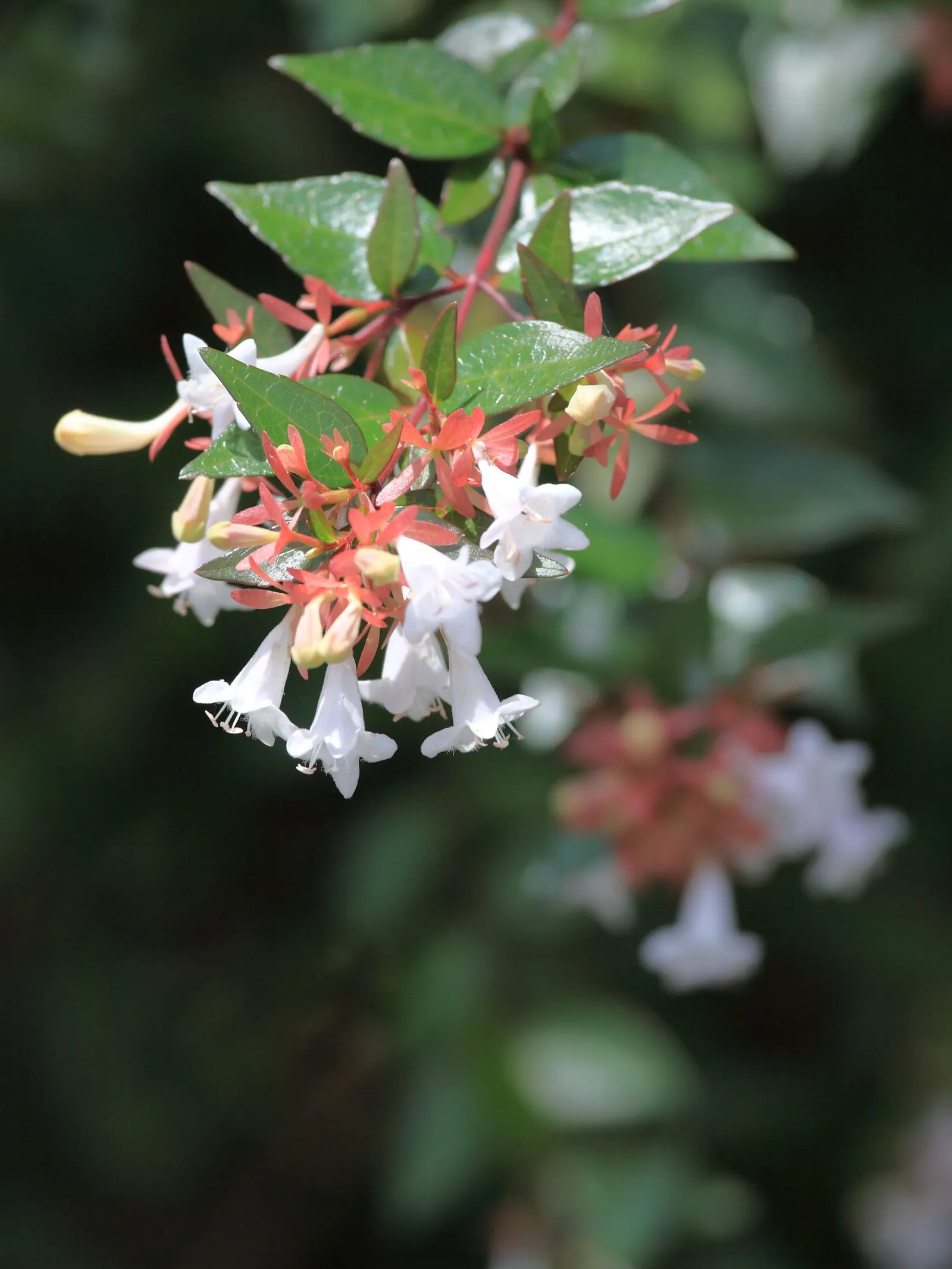 Pink Abelia (Abelia X Grandiflora) — trumpet-shaped flowers with a long blooming season from late spring to fall; once established, it's drought tolerant