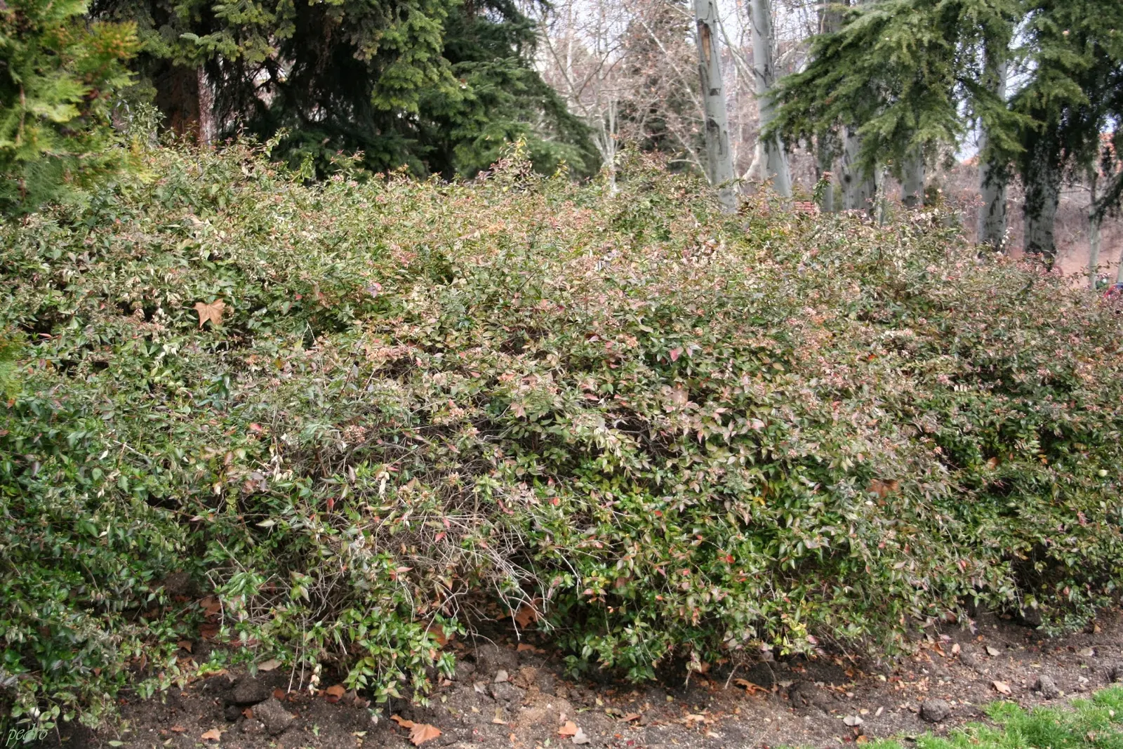 Pink Abelia (Abelia X Grandiflora) — This hybrid offers a graceful blend of durability and delicate beauty; pink Abelia (Abelia x grandiflora) is a, image 60
