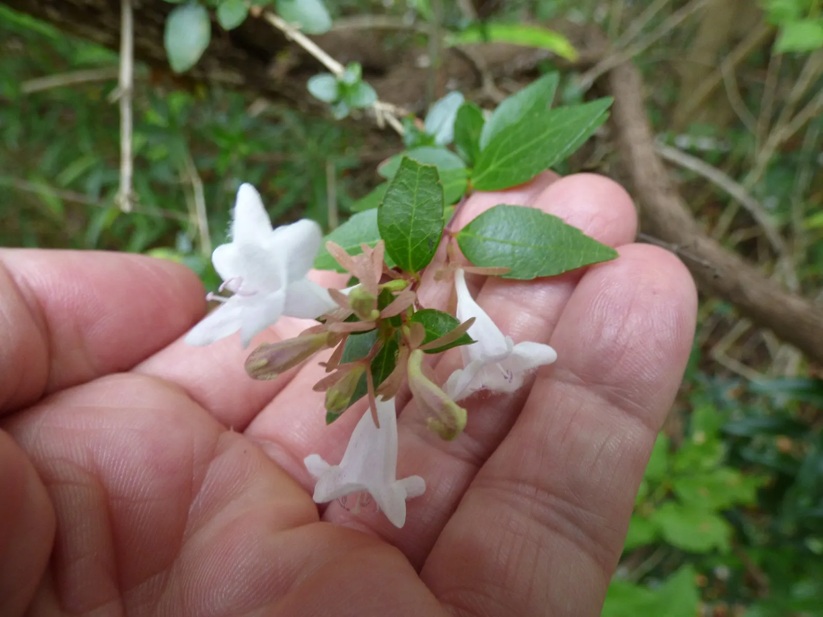 Pink Abelia (Abelia X Grandiflora) — and showcasing a height and spread of 3 to 6 feet with a similar width; which serves as a strong attractant for