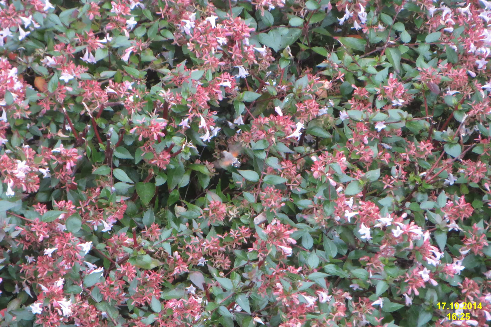 Pink Abelia (Abelia X Grandiflora) — pink flowers in the garden; thriving in USDA Hardiness Zones 5 through 9