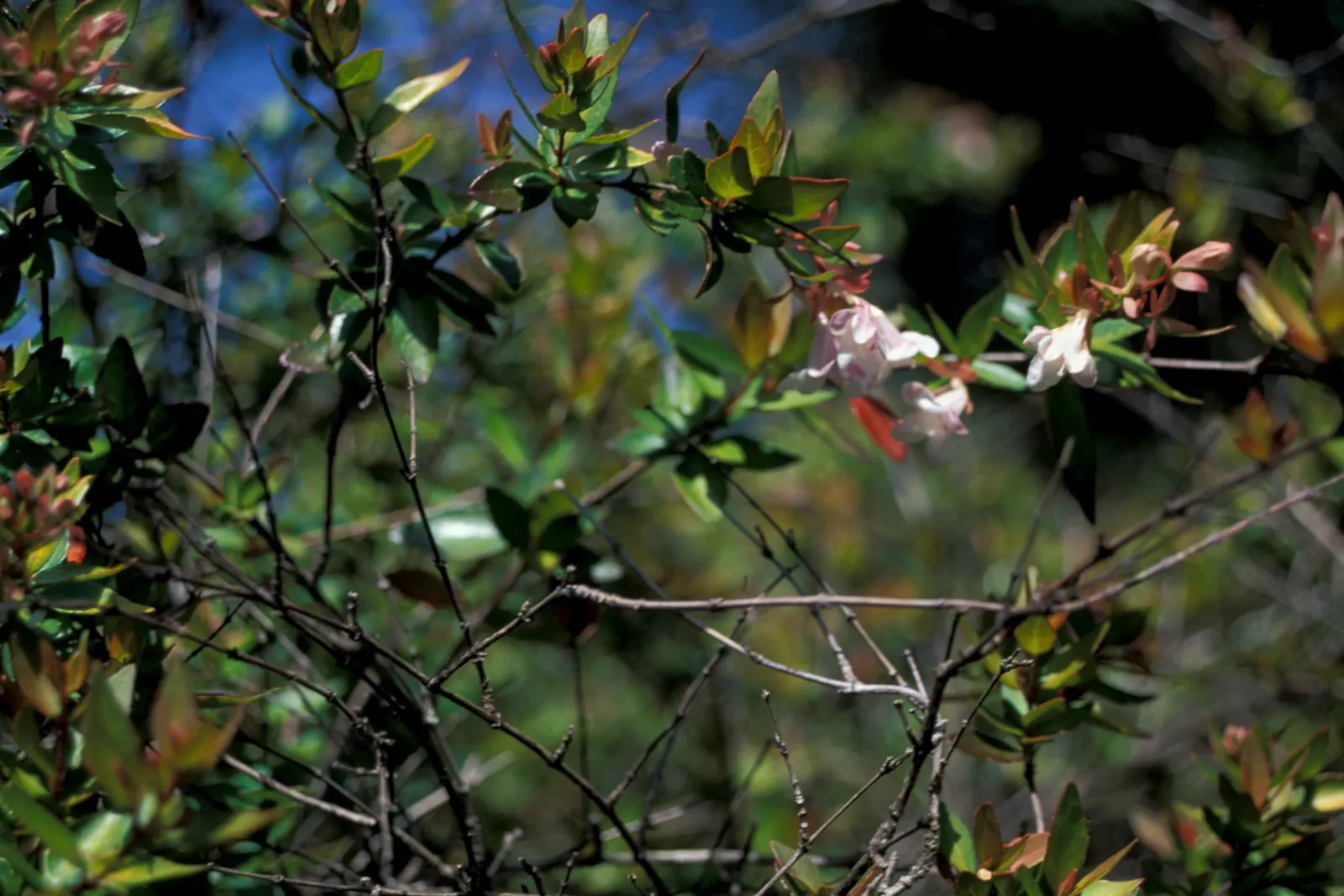 Pink Abelia (Abelia X Grandiflora) — This hybrid offers a graceful blend of durability and delicate beauty; pink Abelia (Abelia x grandiflora) is a, image 86