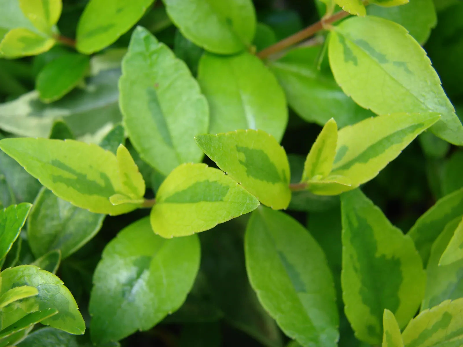 Pink Abelia (Abelia X Grandiflora) — or as a stand-alone specimen
