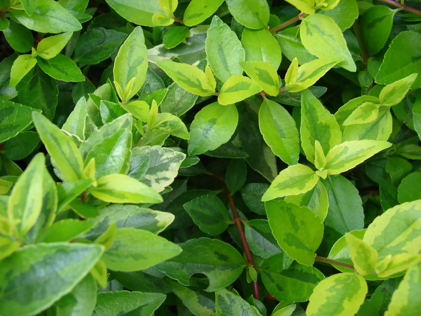 Pink Abelia (Abelia X Grandiflora) — Once established, it's drought tolerant, adding to its landscape appeal; able to withstand moderate pruning