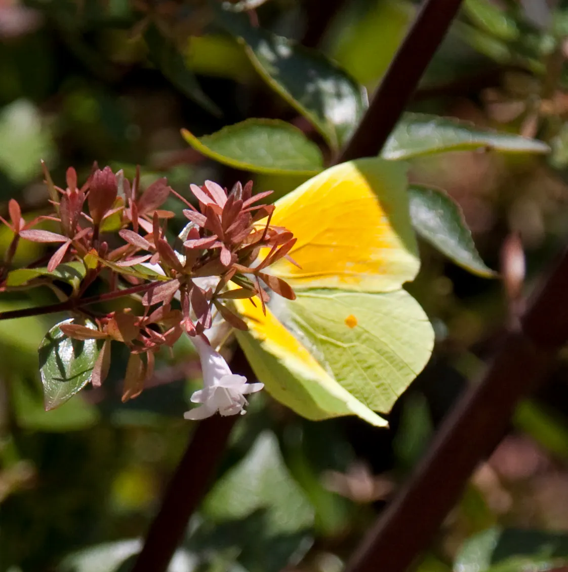 Pink Abelia (Abelia X Grandiflora) — thriving in USDA Hardiness Zones 5 through 9; this hybrid offers a graceful blend of durability and delicate beauty
