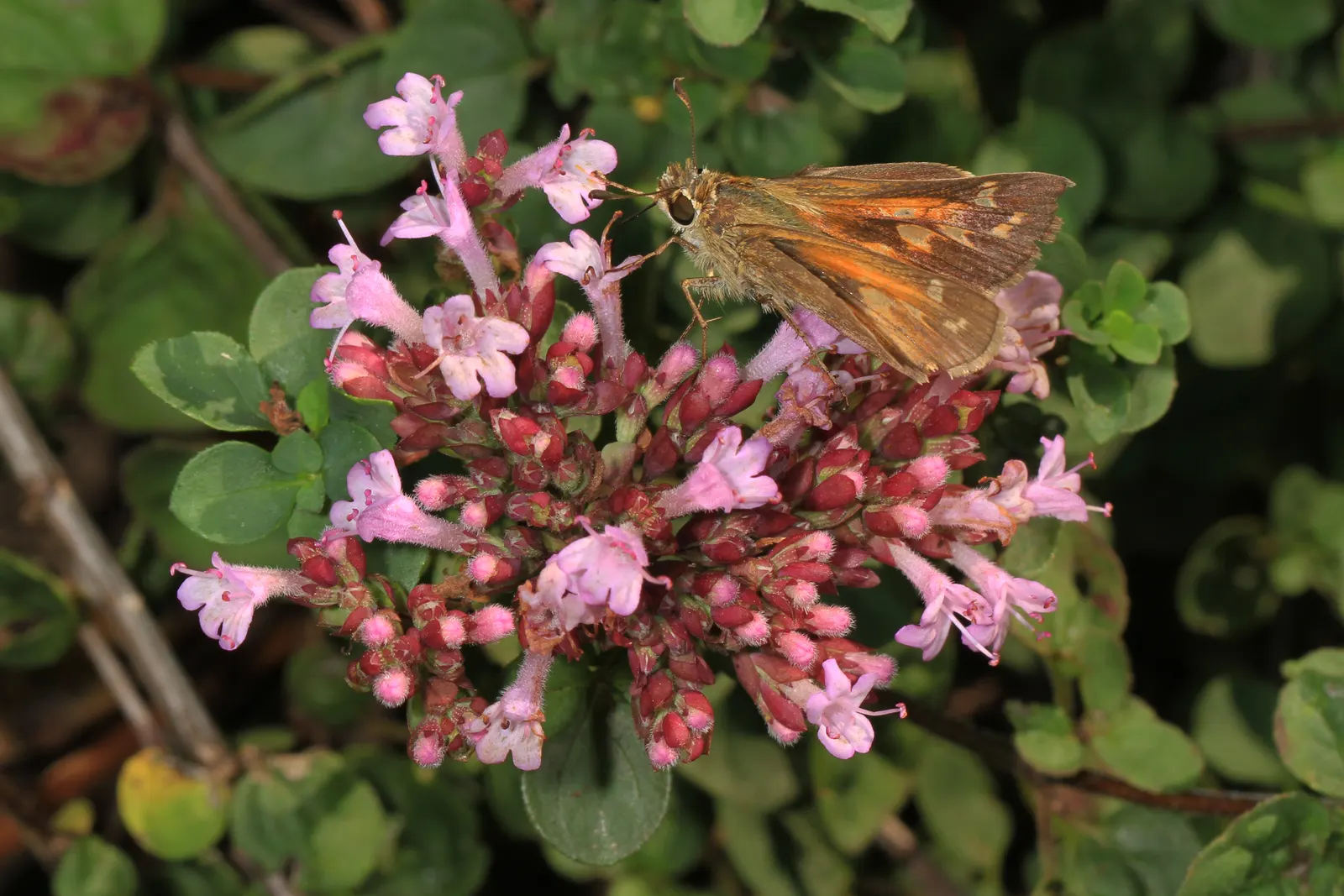 Pink Abelia (Abelia X Grandiflora) — thriving in USDA Hardiness Zones 5 through 9; this hybrid offers a graceful blend of durability and delicate, image 61