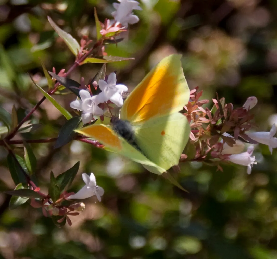 Pink Abelia (Abelia X Grandiflora) — Pink Abelia (Abelia x grandiflora) is a hybrid, semi-evergreen shrub with graceful arching branches, image 79