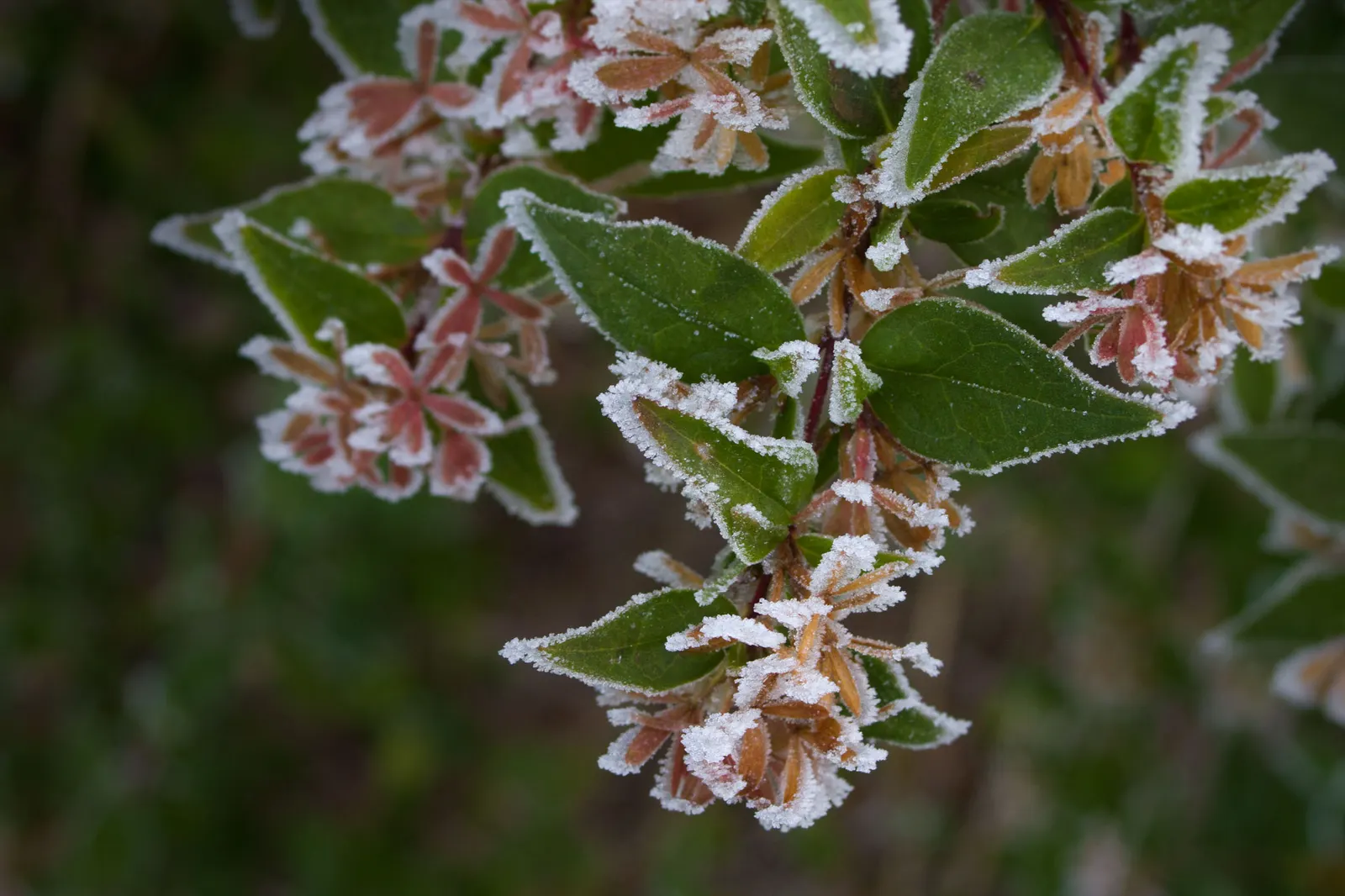 Pink Abelia (Abelia X Grandiflora) — Able to withstand moderate pruning; shrub for full or half or shade, image 71