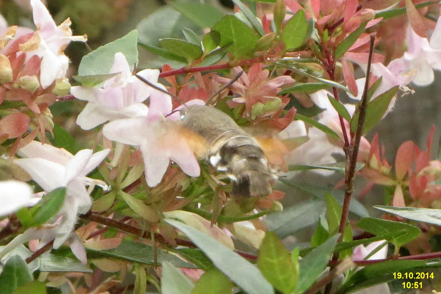 Pink Abelia (Abelia X Grandiflora) — pink flowers in the garden