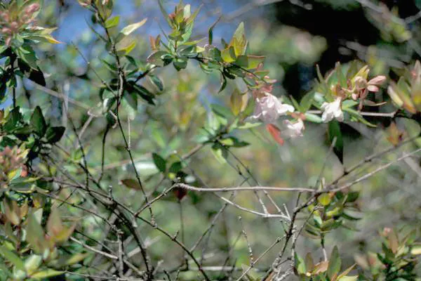 Pink Abelia (Abelia X Grandiflora) — trumpet-shaped flowers with a long blooming season from late spring to fall