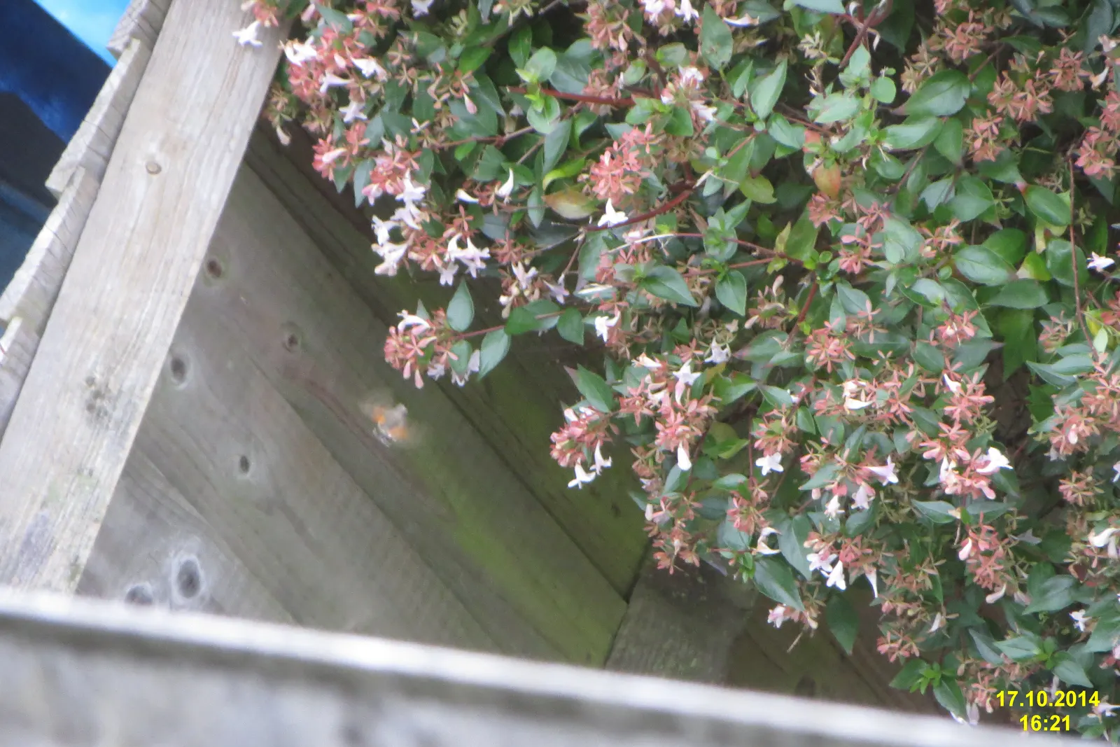 Pink Abelia (Abelia X Grandiflora) — Preferring full sun to partial shade, it thrives in zones 6-9, and is ideal for borders or mass plantings