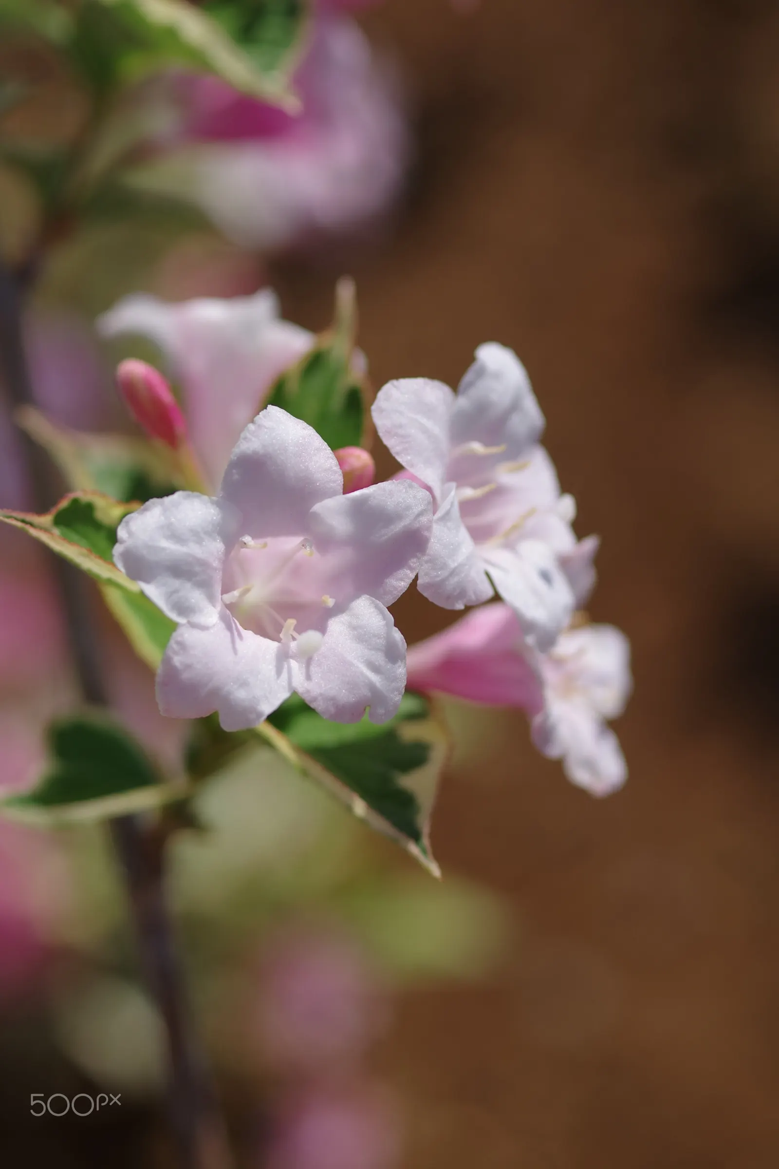 Pink Abelia (Abelia X Grandiflora) — When designing with the Pink Abelia; its low maintenance and resistance to pests make it an attractive, versatile choice