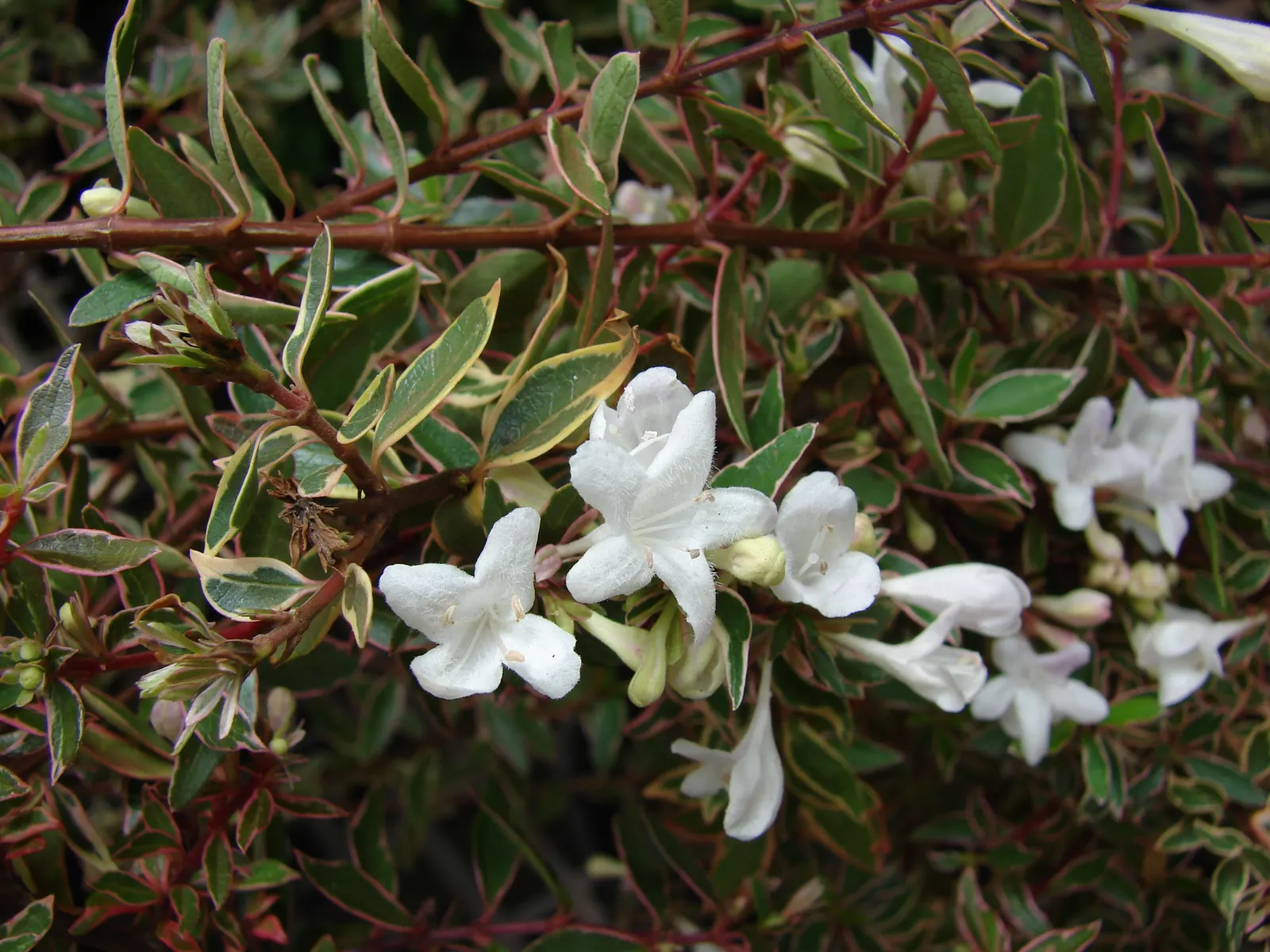 Pink Abelia (Abelia X Grandiflora) — The Pink Abelia's arching branches are clothed in shiny; whether used as a foundation plant, image 63