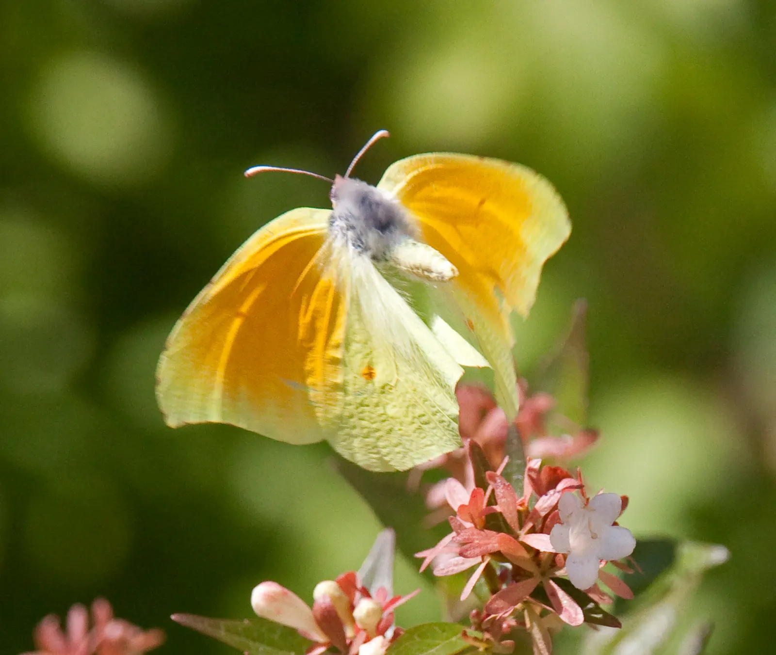 Pink Abelia (Abelia X Grandiflora) — which serves as a strong attractant for pollinators like butterflies and bees; pink flowers in the garden