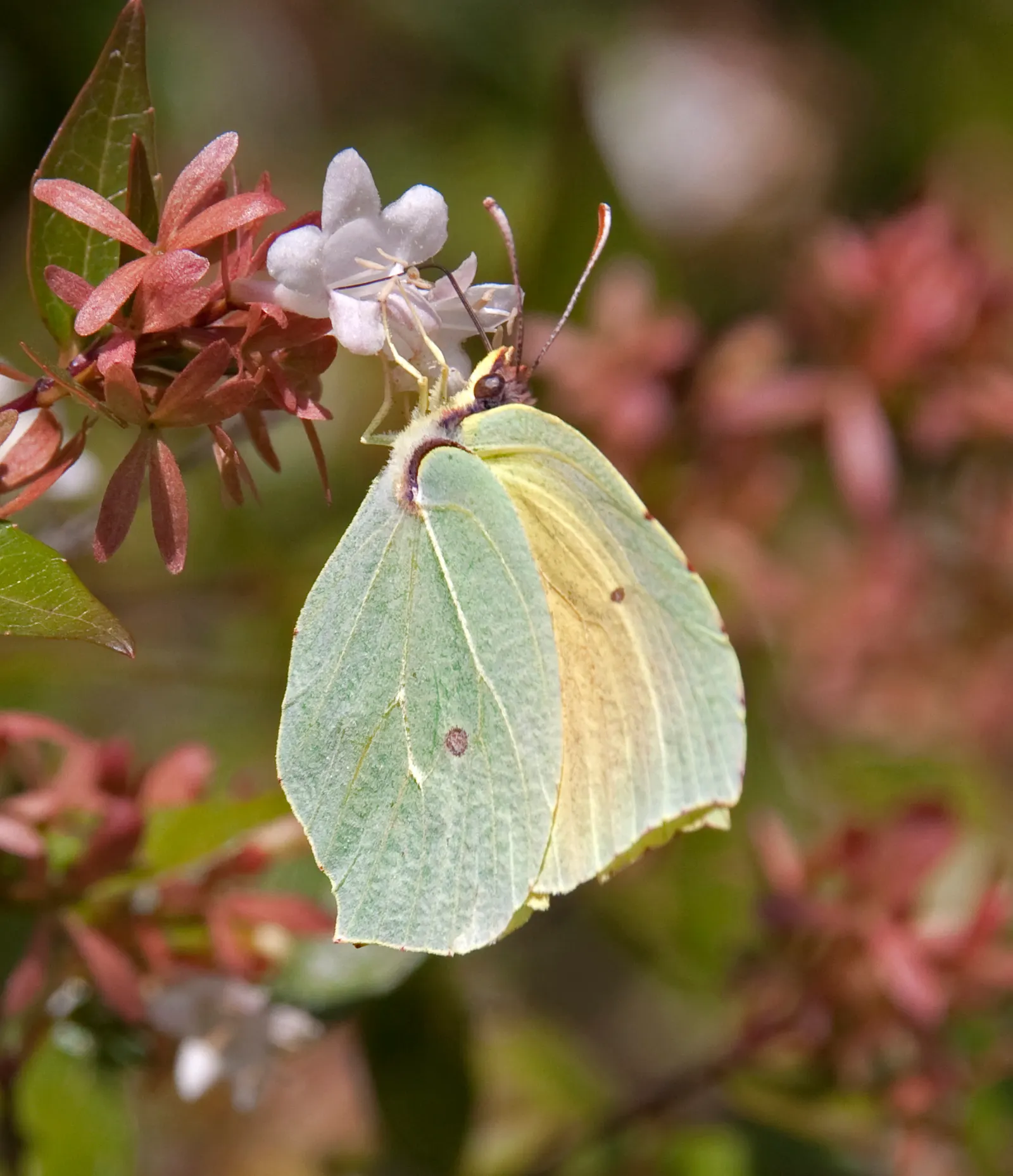 Pink Abelia (Abelia X Grandiflora) — is a semi-evergreen ornamental shrub that is a remarkable choice for enhancing landscape design; the Pink, image 85
