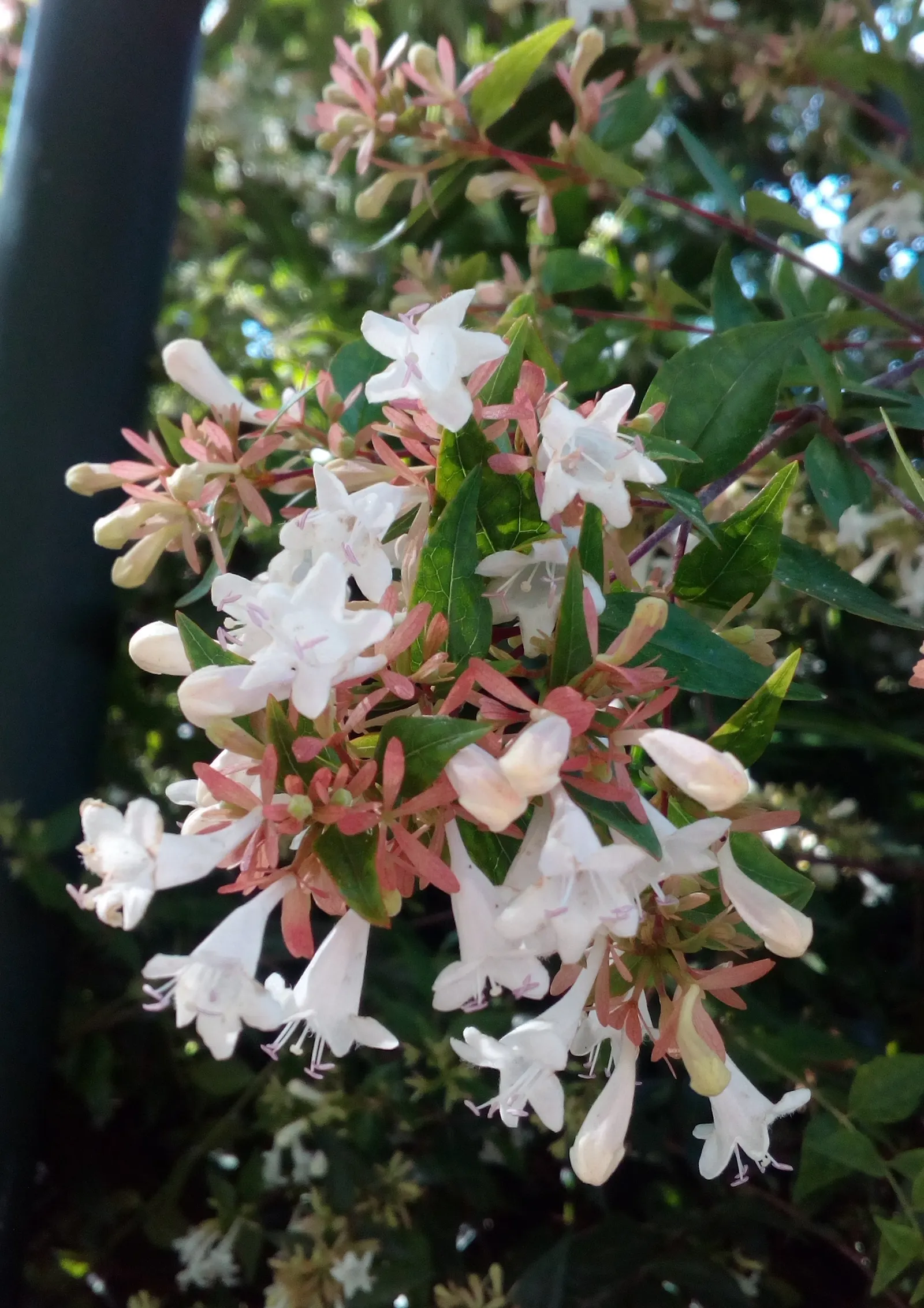 Pink Abelia (Abelia X Grandiflora) — oval leaves that transition from a vivid green to bronze in the autumn