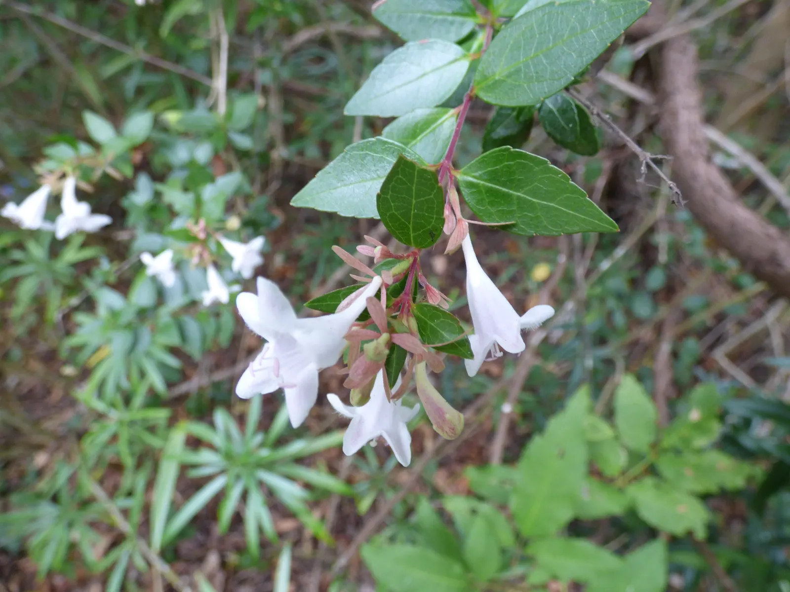 Pink Abelia (Abelia X Grandiflora) — from formal borders to naturalized areas; pink-tinged flowers that emit a sweet fragrance