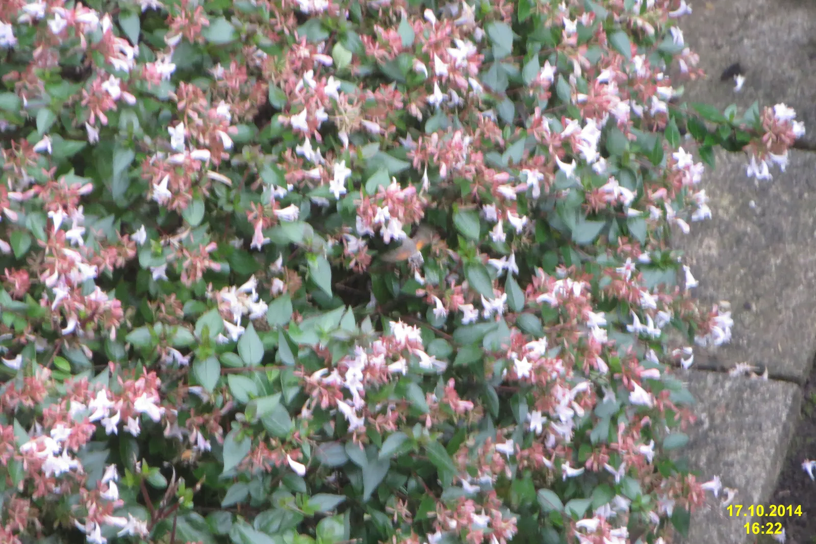 Pink Abelia (Abelia X Grandiflora) — the Pink Abelia can be shaped to enhance any garden space; is a semi-evergreen ornamental shrub that is a, image 72