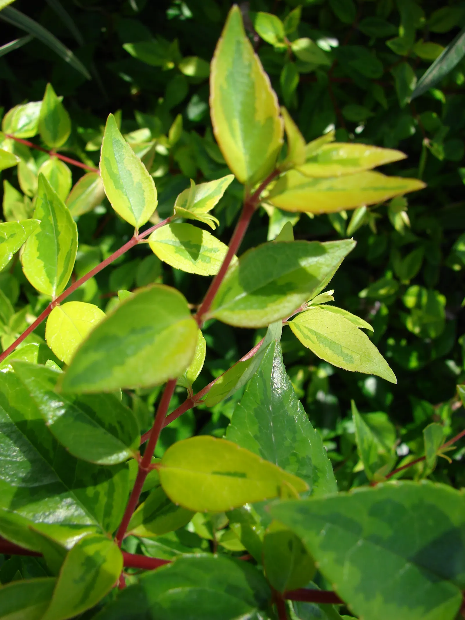 Pink Abelia (Abelia X Grandiflora) — the Pink Abelia can be shaped to enhance any garden space; is a semi-evergreen ornamental shrub that is a remarkable