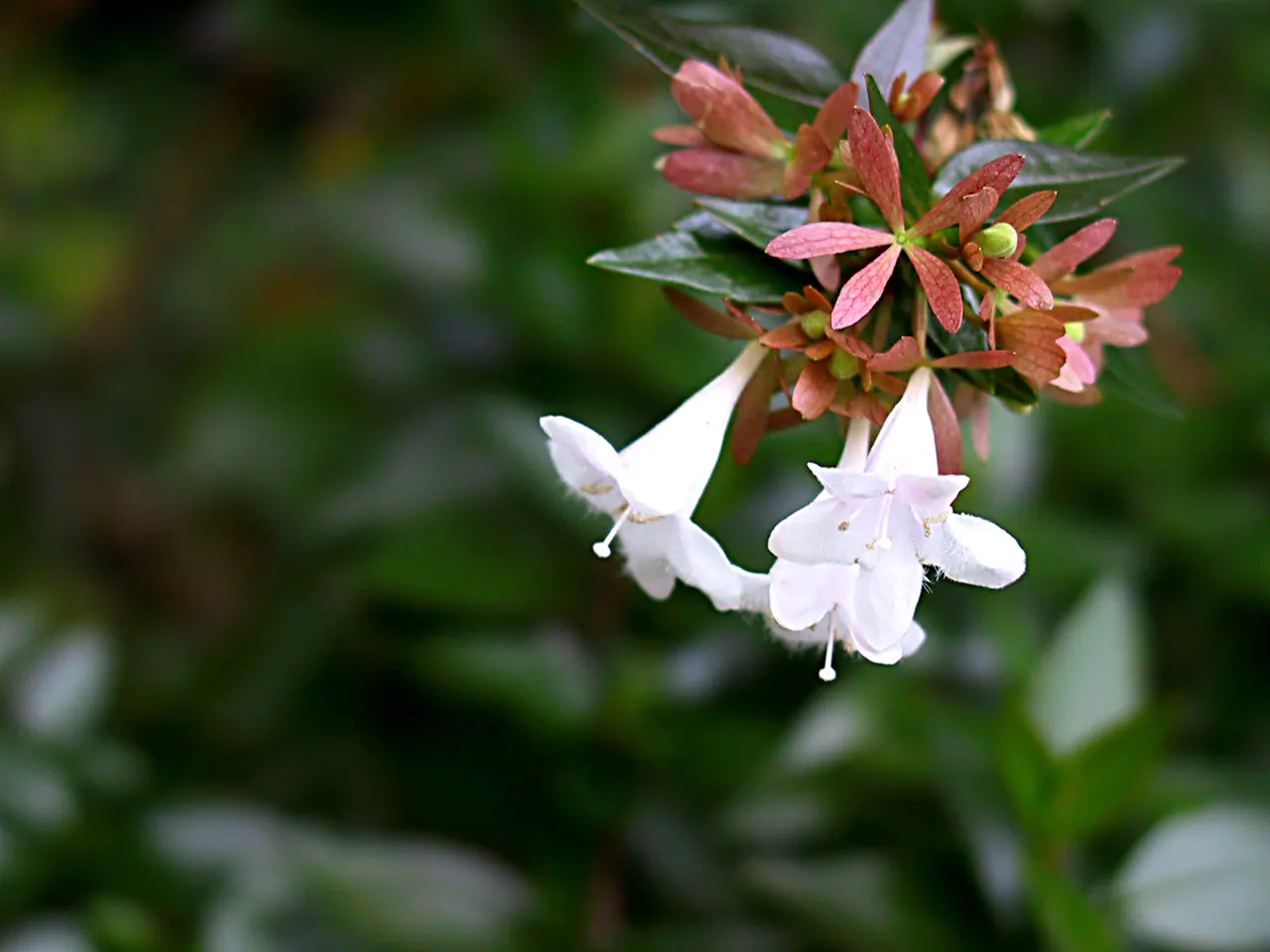 Pink Abelia (Abelia X Grandiflora) — Able to withstand moderate pruning; shrub for full or half or shade