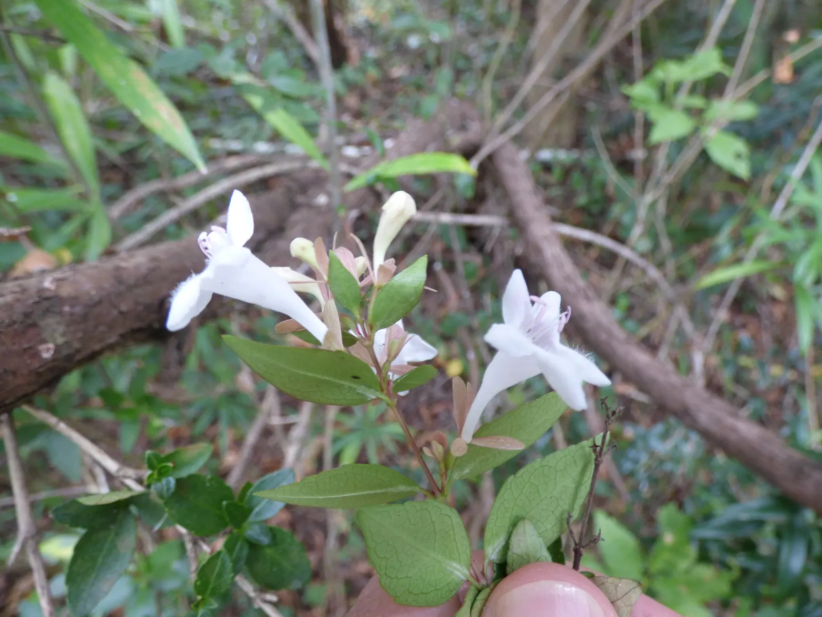 Pink Abelia (Abelia X Grandiflora) — is a semi-evergreen ornamental shrub that is a remarkable choice for enhancing landscape design; the Pink Abelia can be