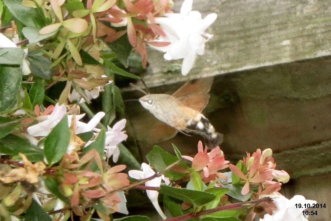 Pink Abelia (Abelia X Grandiflora) — widely cherished as the Pink Abelia; providing year-round visual interest.<br><br>Spring through fall