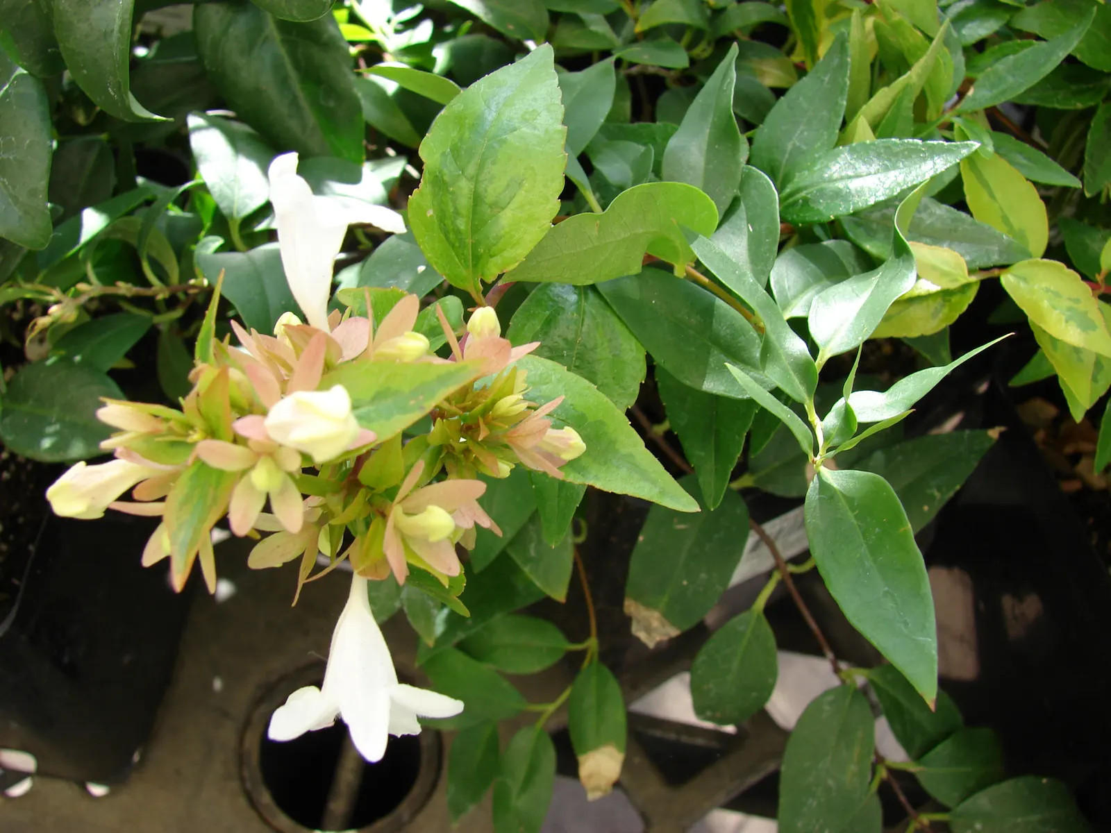Pink Abelia (Abelia X Grandiflora) — Whether used as a foundation plant; from formal borders to naturalized areas, image 74