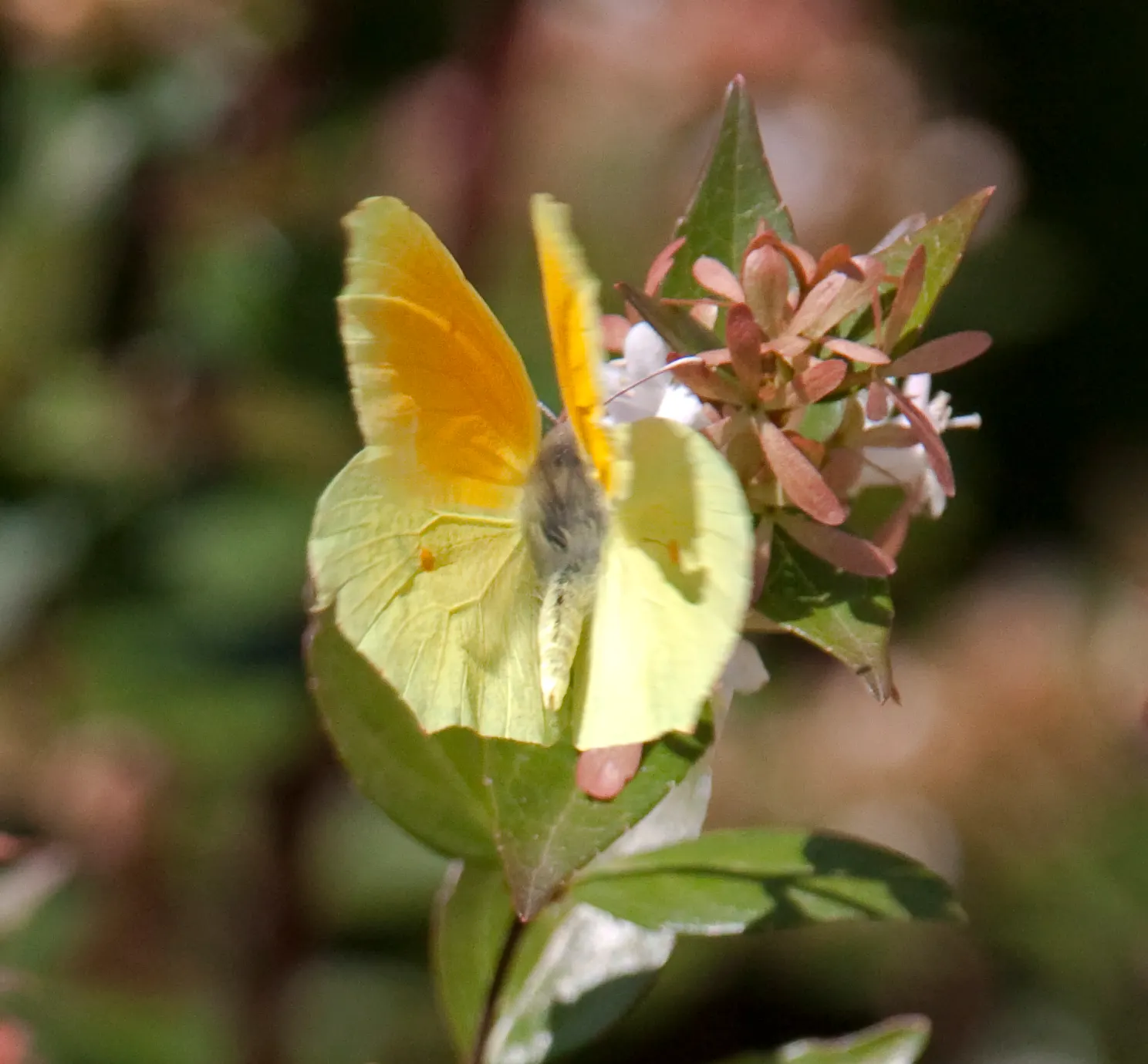 Pink Abelia (Abelia X Grandiflora) — Once established, it's drought tolerant, adding to its landscape appeal