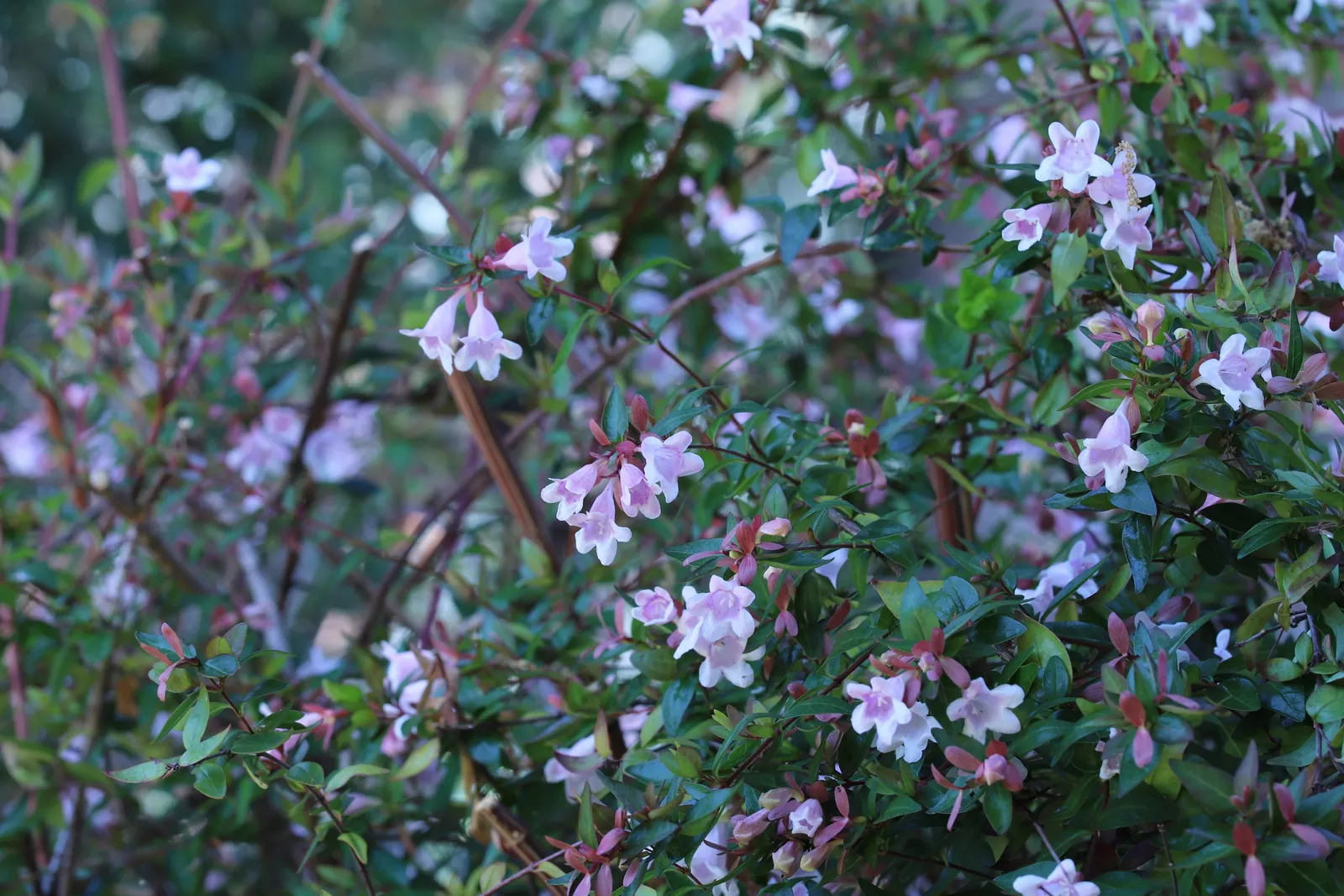 Pink Abelia (Abelia X Grandiflora) — shrub for full or half or shade