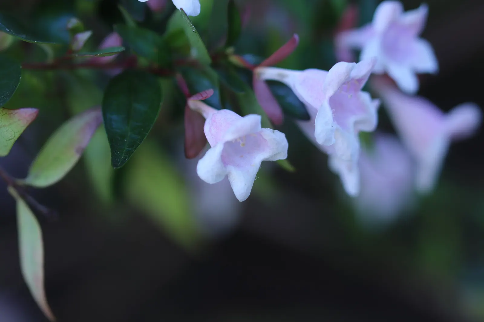 Pink Abelia (Abelia X Grandiflora) — the Pink Abelia can be shaped to enhance any garden space