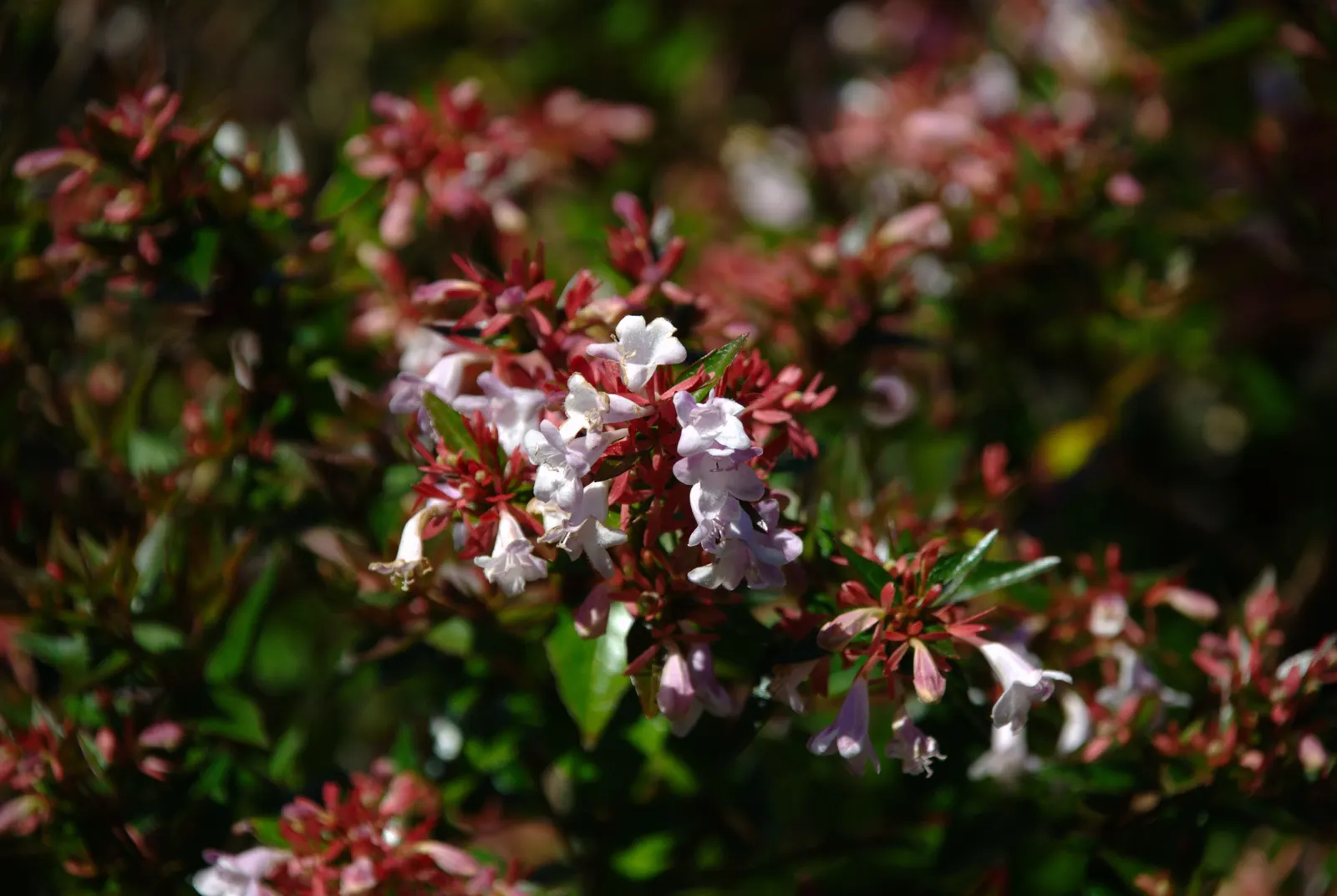 Pink Abelia (Abelia X Grandiflora) — oval leaves that transition from a vivid green to bronze in the autumn; trumpet-shaped flowers with a long, image 64
