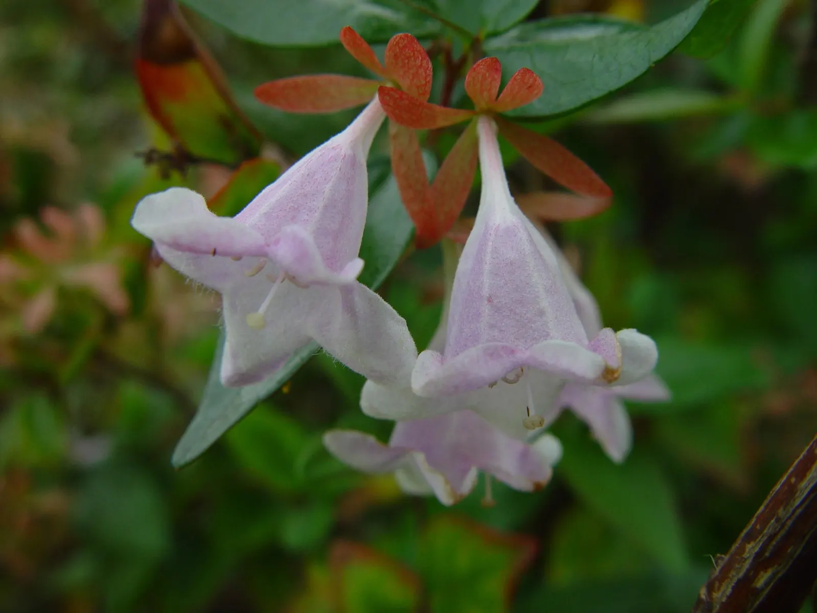 Pink Abelia (Abelia X Grandiflora) — widely cherished as the Pink Abelia; providing year-round visual interest.<br><br>Spring through fall, image 58