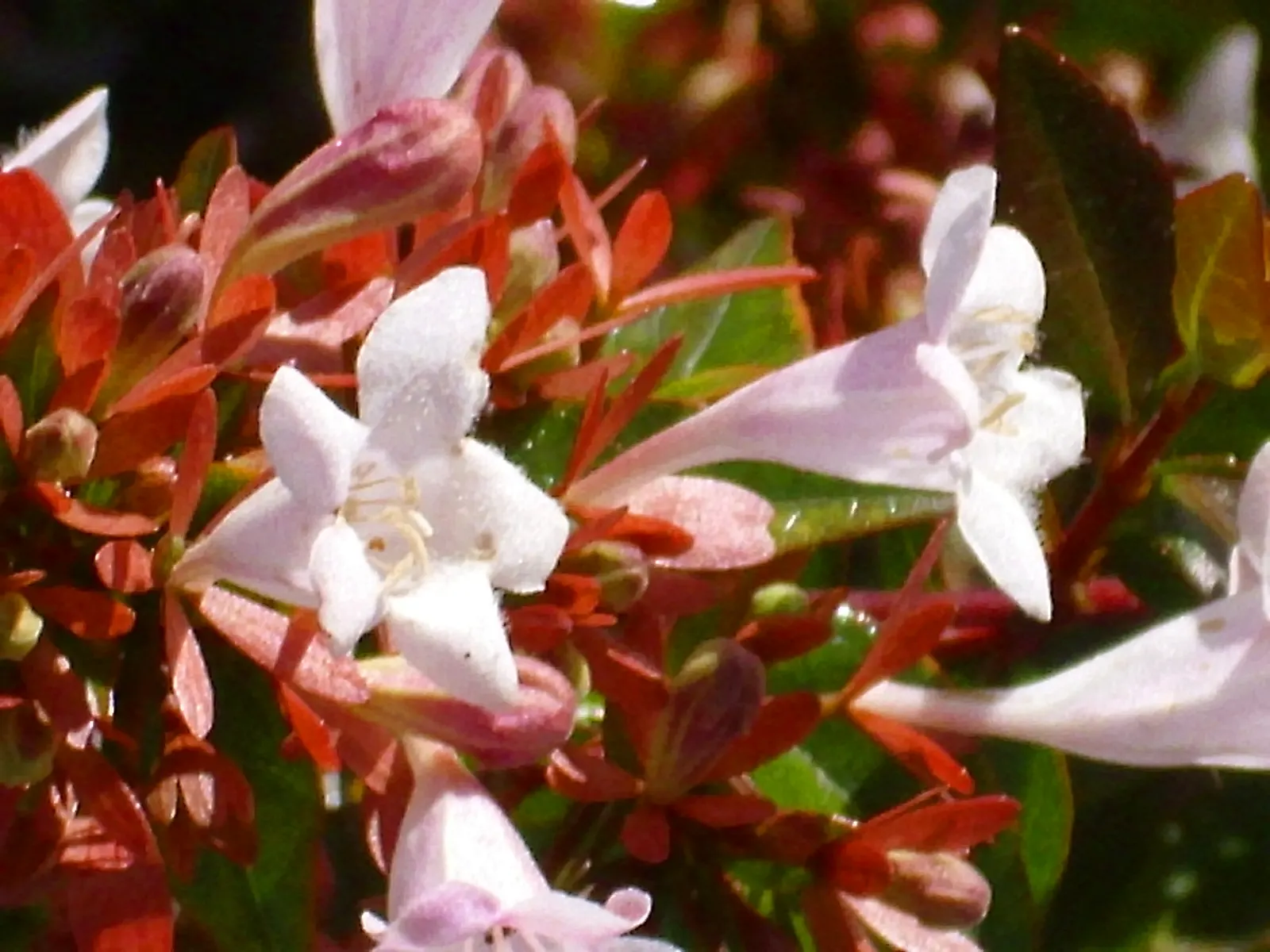 Pink Abelia (Abelia X Grandiflora) — Once established, it's drought tolerant, adding to its landscape appeal; able to withstand moderate pruning, image 70