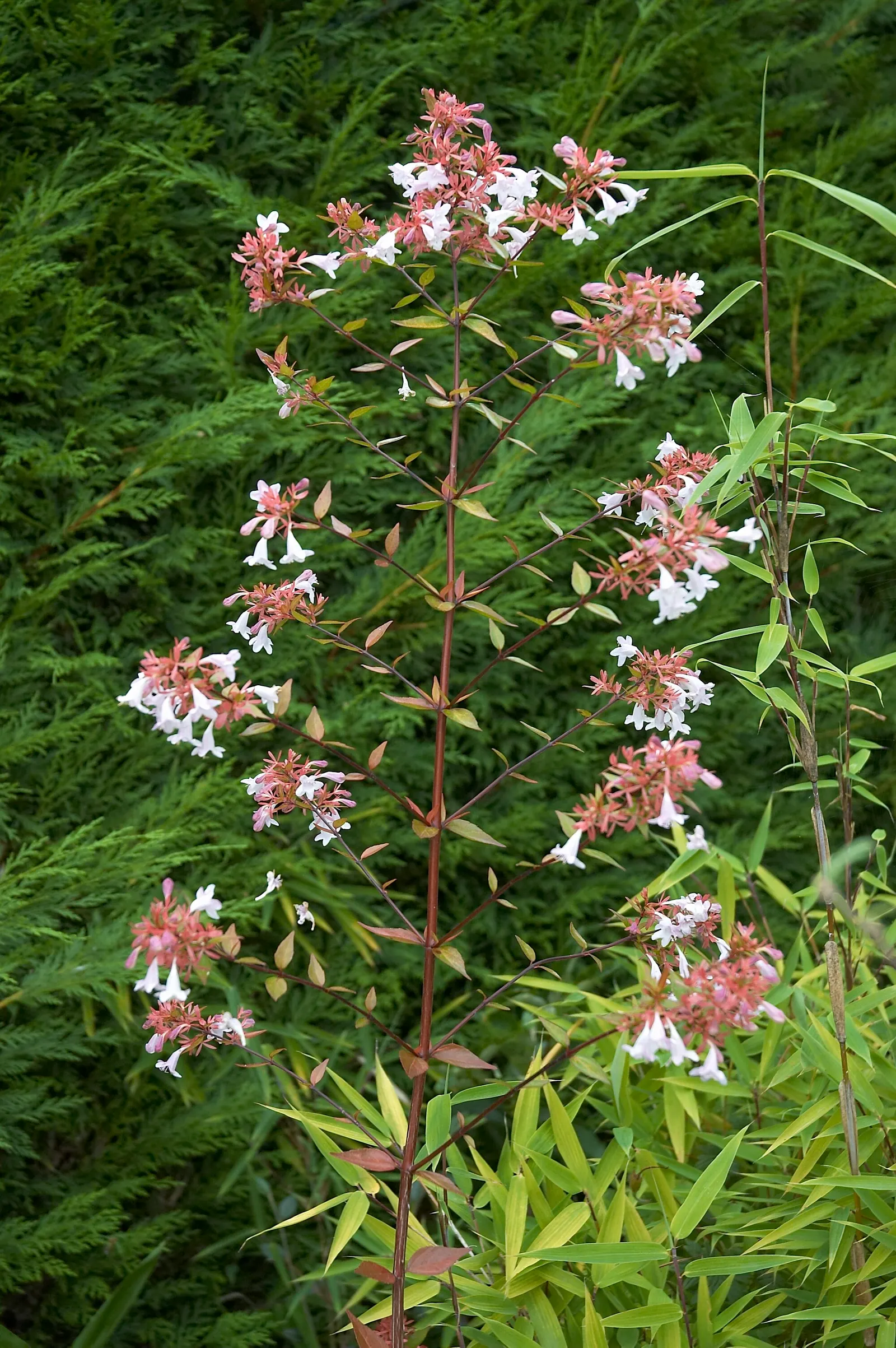 Pink Abelia (Abelia X Grandiflora) — pink-tinged flowers that emit a sweet fragrance; requiring well-drained soil and moderate watering to, image 66