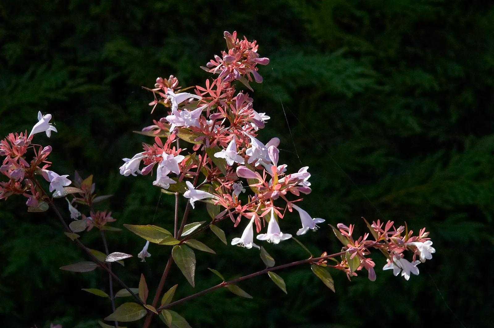 Pink Abelia (Abelia X Grandiflora) — Mature at 3-6 ft tall and wide; the Pink Abelia's arching branches are clothed in shiny, image 80