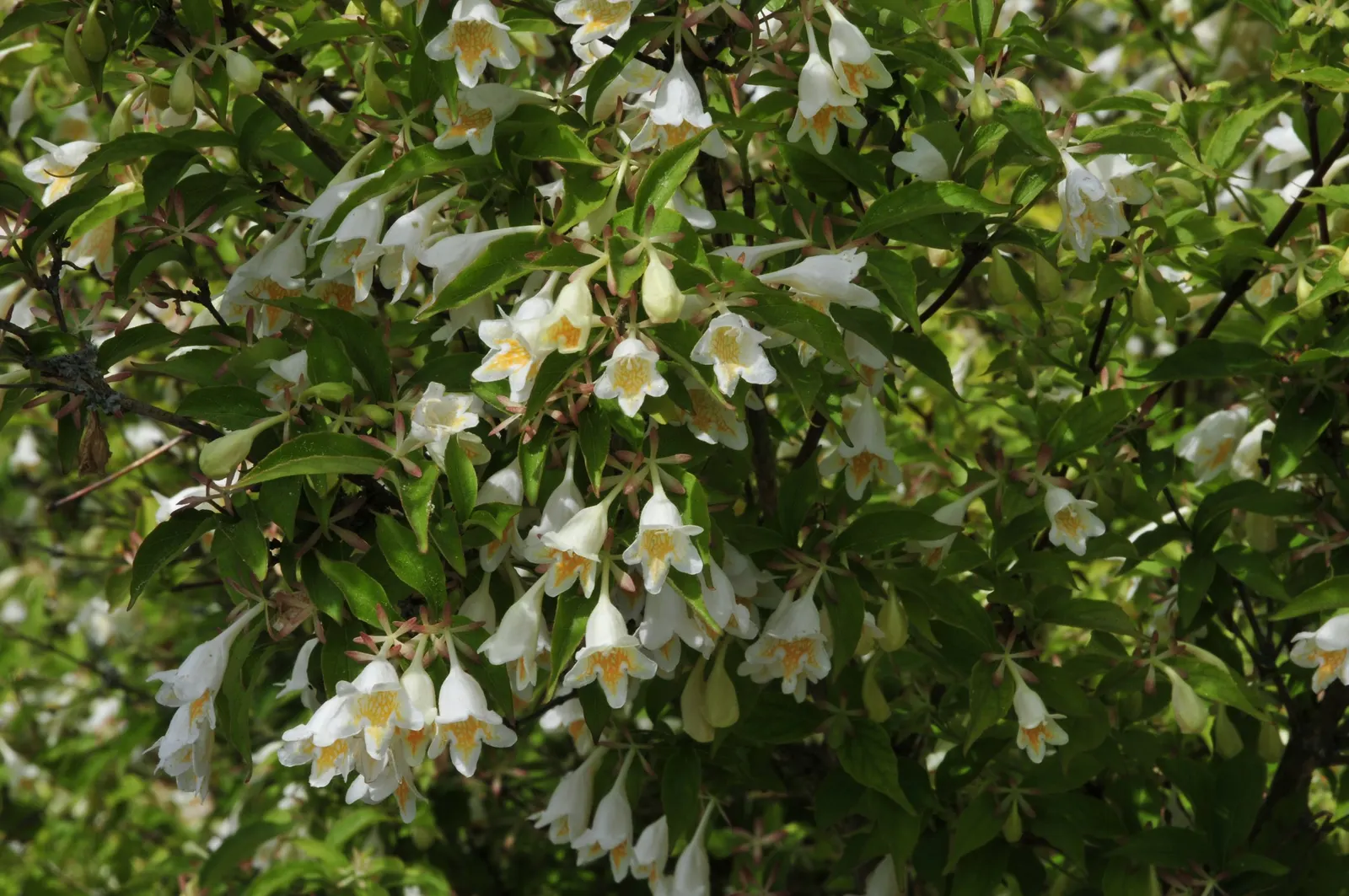 Pink Abelia (Abelia X Grandiflora) — and showcasing a height and spread of 3 to 6 feet with a similar width
