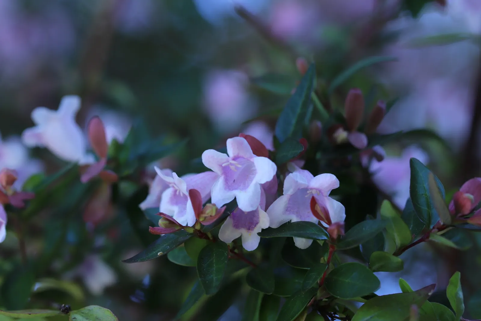 Pink Abelia (Abelia X Grandiflora) — Mature at 3-6 ft tall and wide; the Pink Abelia's arching branches are clothed in shiny