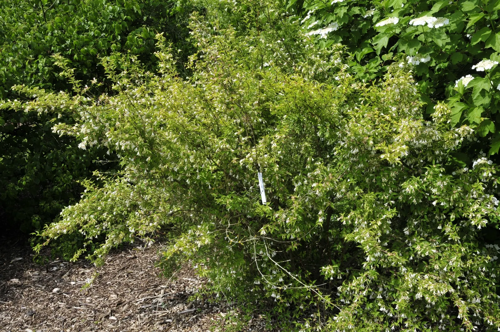 Pink Abelia (Abelia X Grandiflora) — requiring well-drained soil and moderate watering to establish a robust root system post-planting; oval leaves that